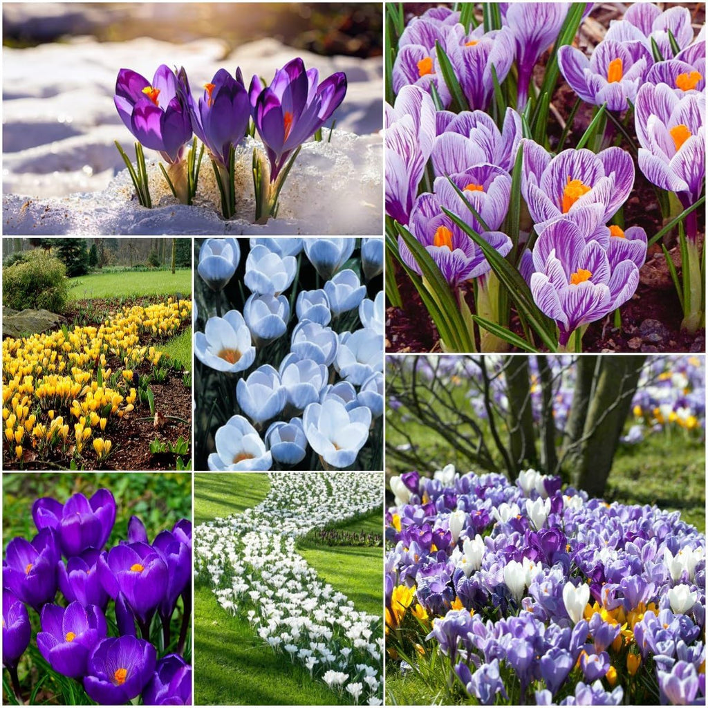 Colorful Crocus Blend Bulbs for Planting - Stunning Early Spring Blooms (50 Bulbs)