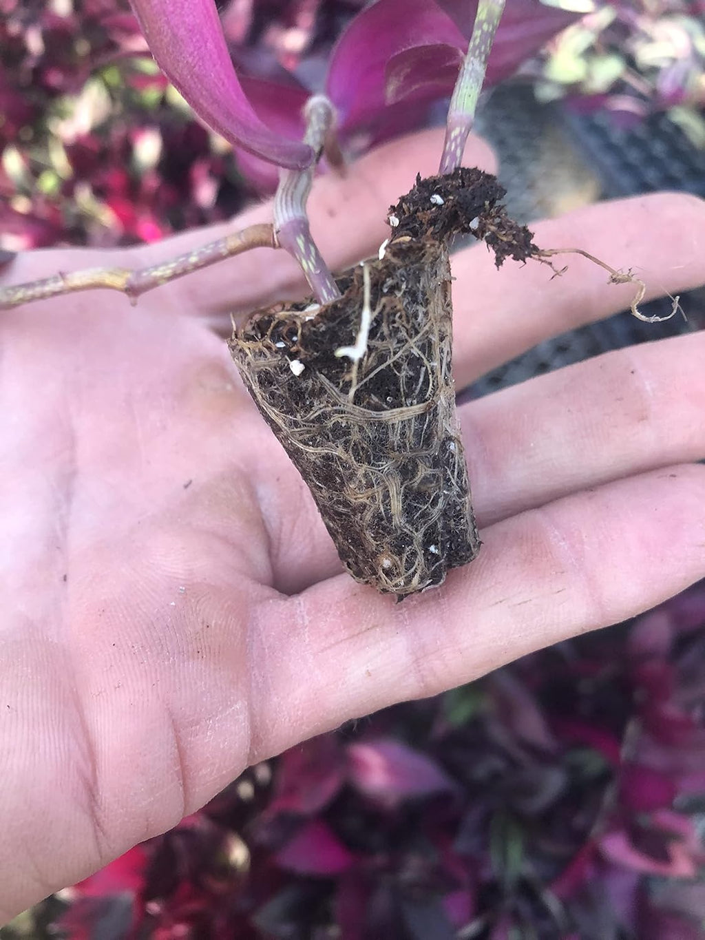 Tradescantia Zebrina ~ 10 Rooted Cuttings ~ Red Gem ~ Rare Wandering Jew (10 Pieces) ~ Air Purifying, Drought Tolerant, Striking Red and Silver Foliage, Easy Care
