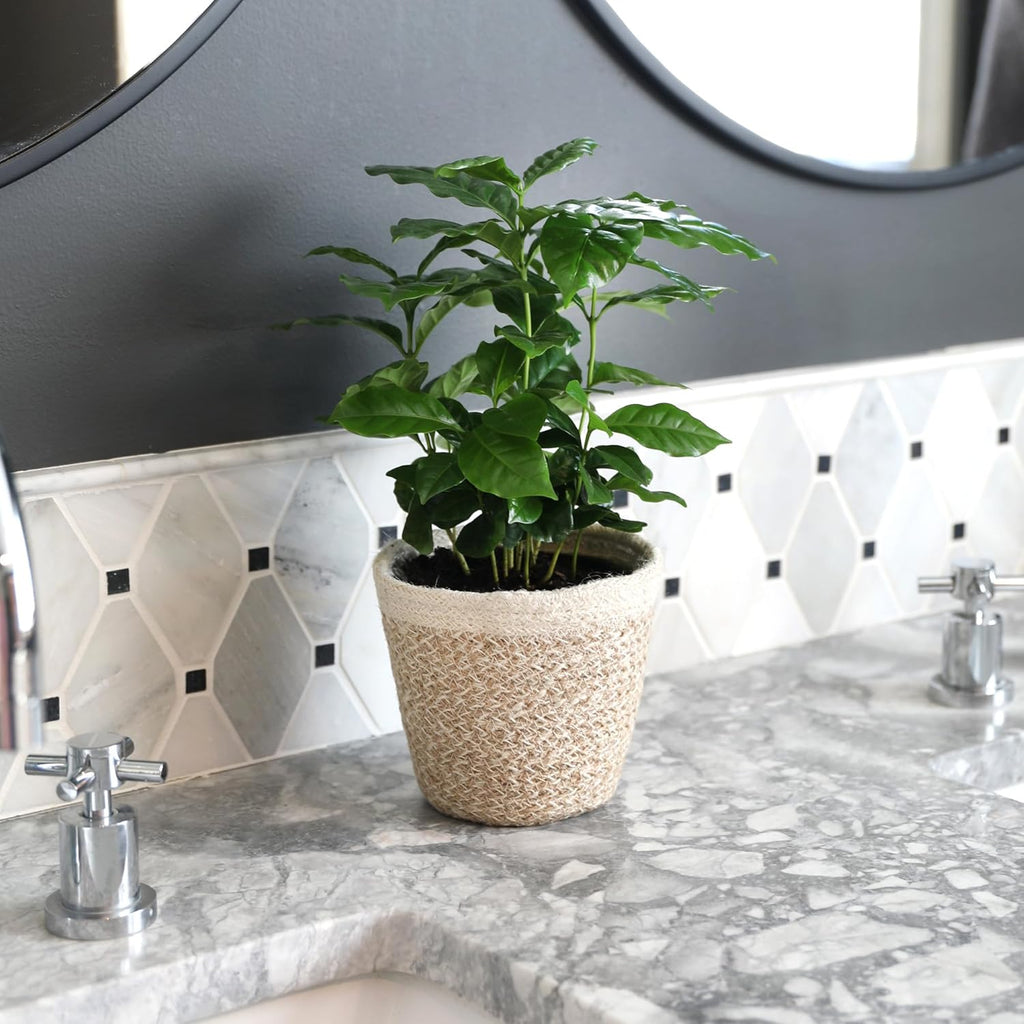 Green Circle Growers 5" Coffee Arabica in Cream Jute Pot, Live Indoor Plants, House Plant