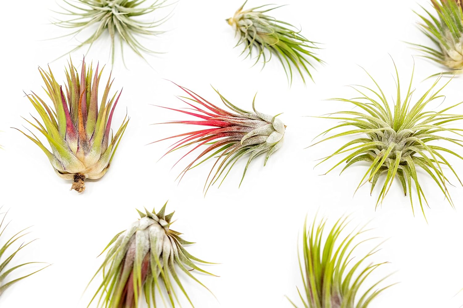 12 Pack Large Air Plants Tillandsia Ionantha Guatemala - Live Succulent House Plants - Available in Wholesale and Bulk - Home and Garden Decor - Easy Care Indoor/Outdoor Air Plant