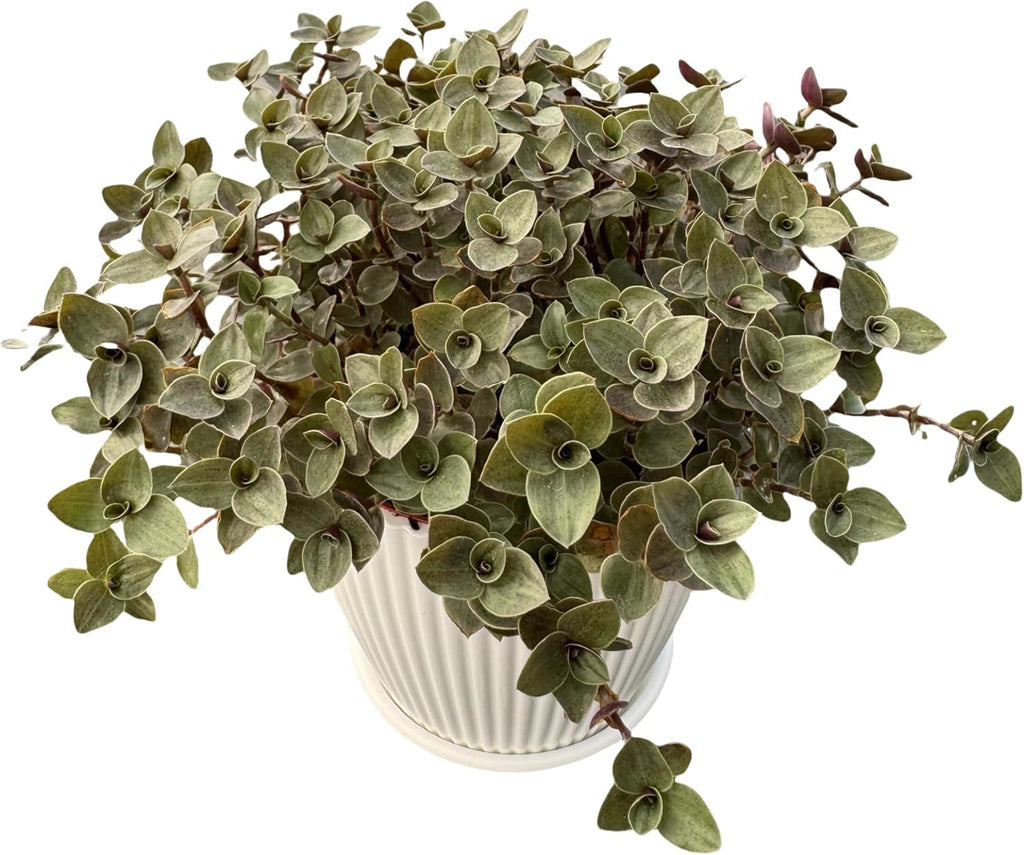 Turtle Vine with White Stripe Succulent, Live Callisia Repens Sedum Succulent in 4" Pot, House Plant Home Office Wedding Decoration DIY Projects Party Favor
