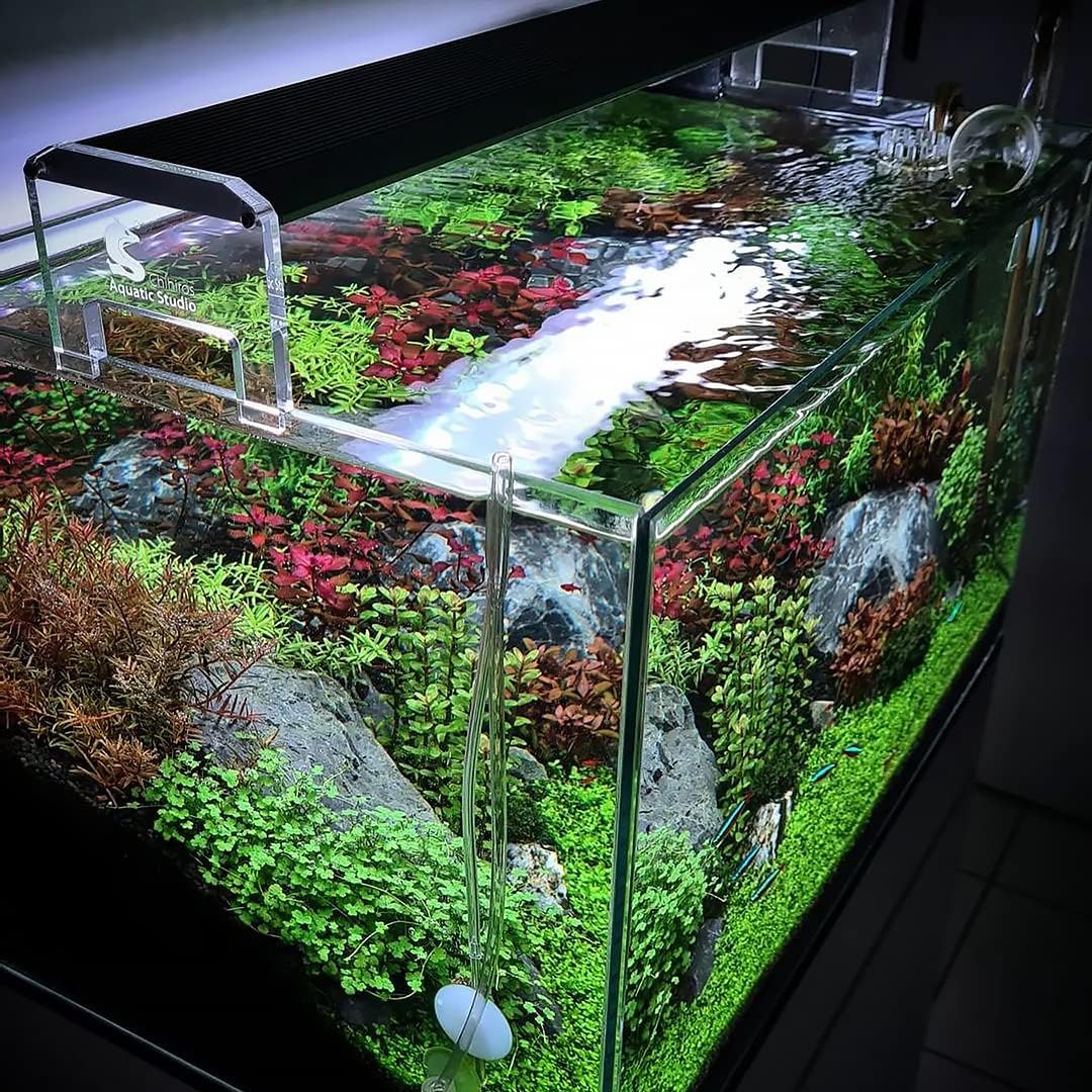 Live Aquarium Stem Plants - Freshwater Aquatic Plant for Fish Tanks, Aquascaping - (Diamond Ludwigia Peruensis, 1 Bunch)