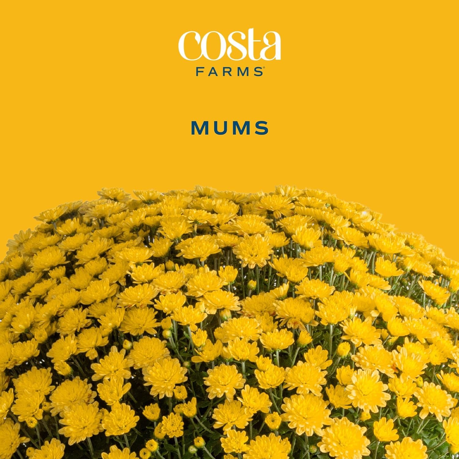 Costa Farms Live Flowering Yellow Mums (Pack of 4), Mini Chrysanthemum Houseplant, Full Bloom Plant Delivery, Potted in Grower Pot, 11-Inches Tall