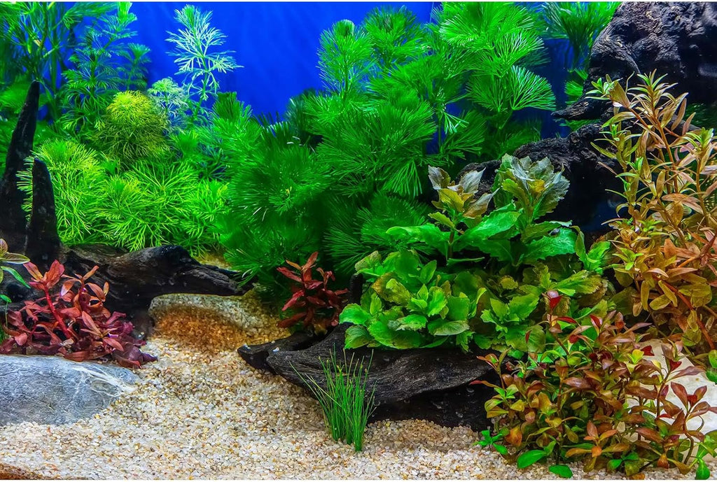 Aquarium Background Underwater Grass Leaves with Pebble Aquarium Backdrop Vivid and Fresh Green Aquatic Plant Stone River Bed and Lake Fish Deadwood Tank Background Decor Vinyl 36x20in