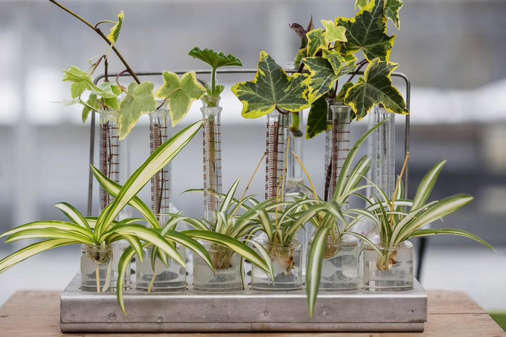 Smoke Camp Crafts - Organic -Spider Plant Trio