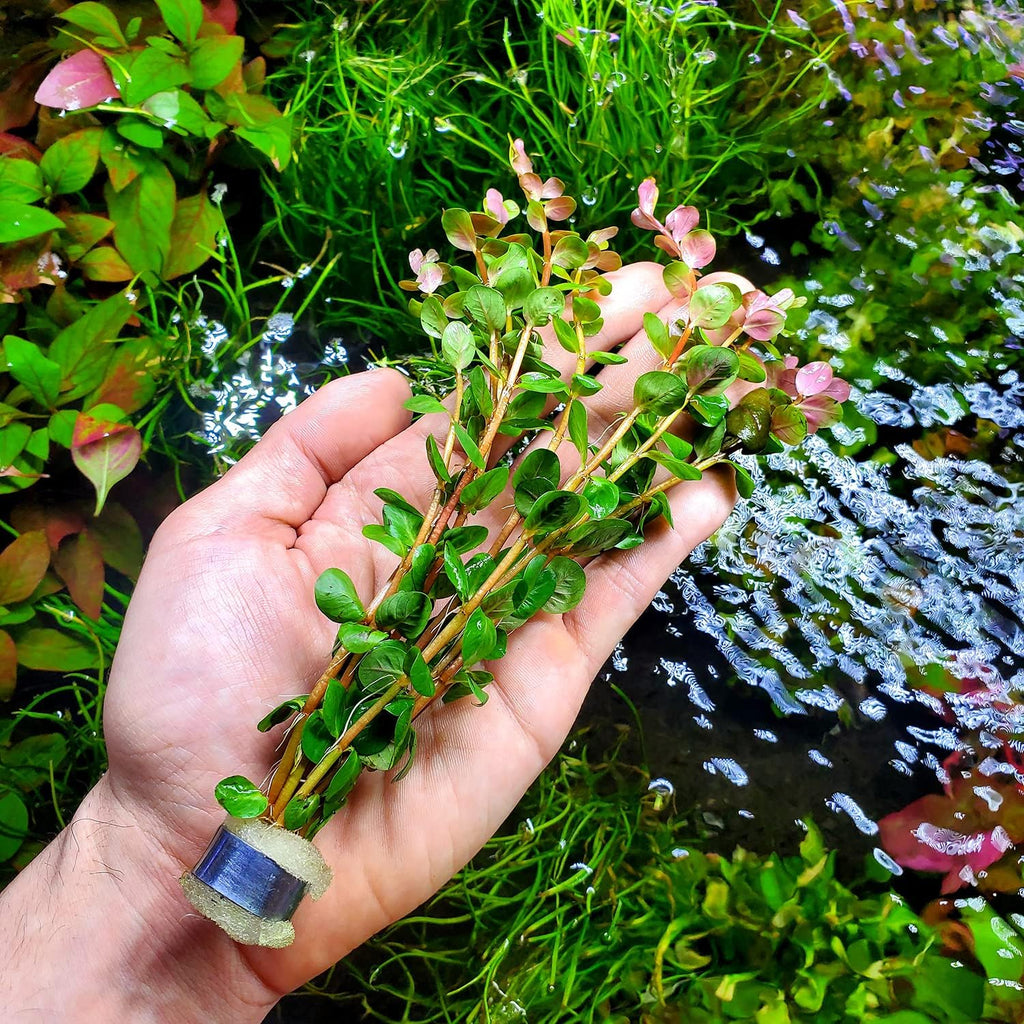 Live Aquarium Stem Plants - Freshwater Aquatic Plant for Fish Tanks, Aquascaping - (Rotala Rotundifolia Orange Juice, 1 Bunch)