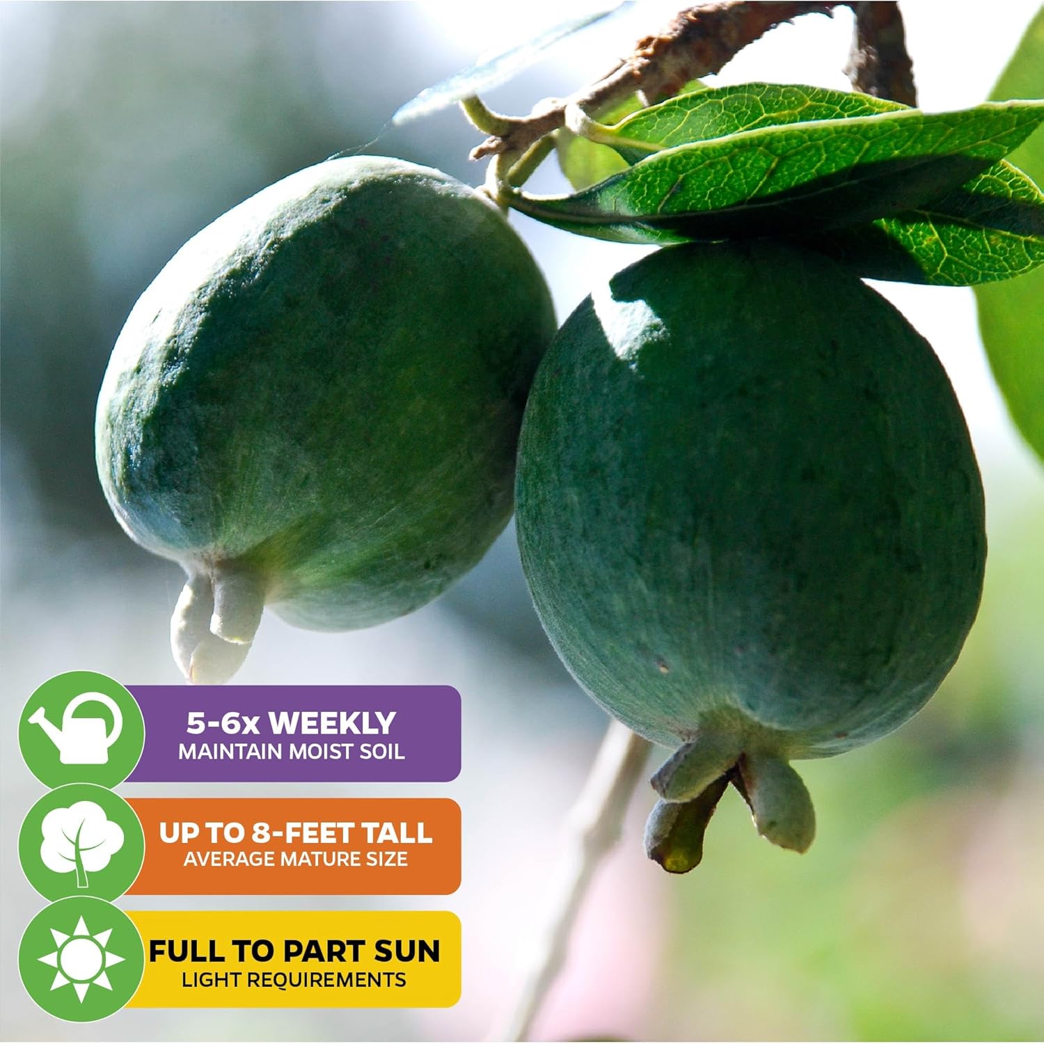Pineapple Guava (Feijoa) Live Plant - ACCA sellowiana by Wellspring Gardens - Tropical Pineapple Guava Fresh Fruit Bearing Trees - Organic Starter Live Plants for Gardening and Planting Outdoor