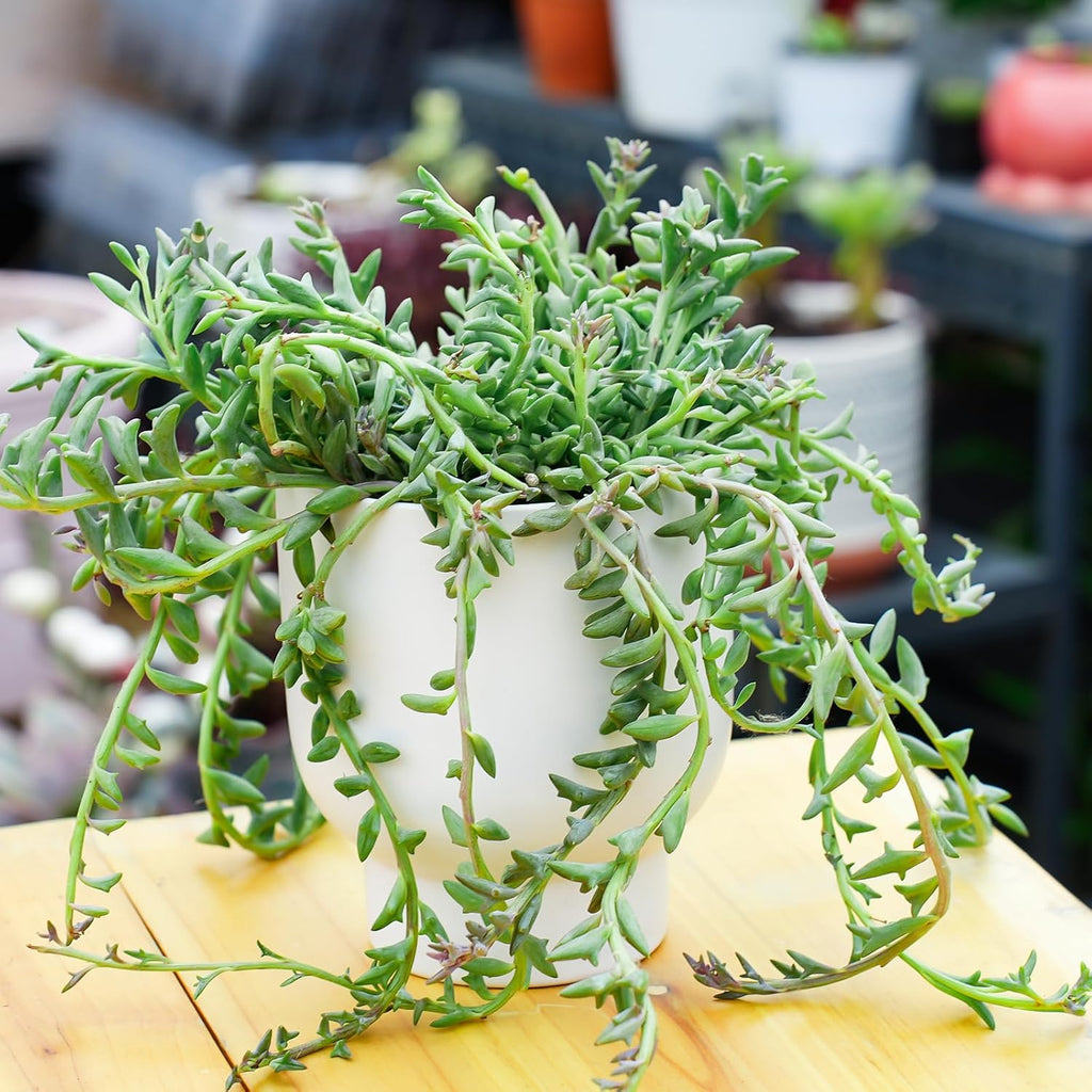 Live Succulents String of Dolphins (4-inch), Succulent Plants Fully Rooted in Pots with Soil, Easy-Care House Plant for DIY, Home Office Decor, Wedding Party Favor