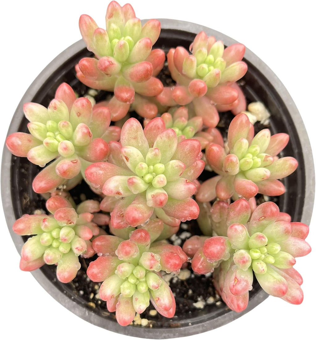 Sprout N Green Sedum Rubrotinctum 'Roseum', Mini Live Succulent Fully Rooted in 4 inch Starter Pot, House Plant for Indoor Outdoor Home Office Wedding Decoration Party Favor