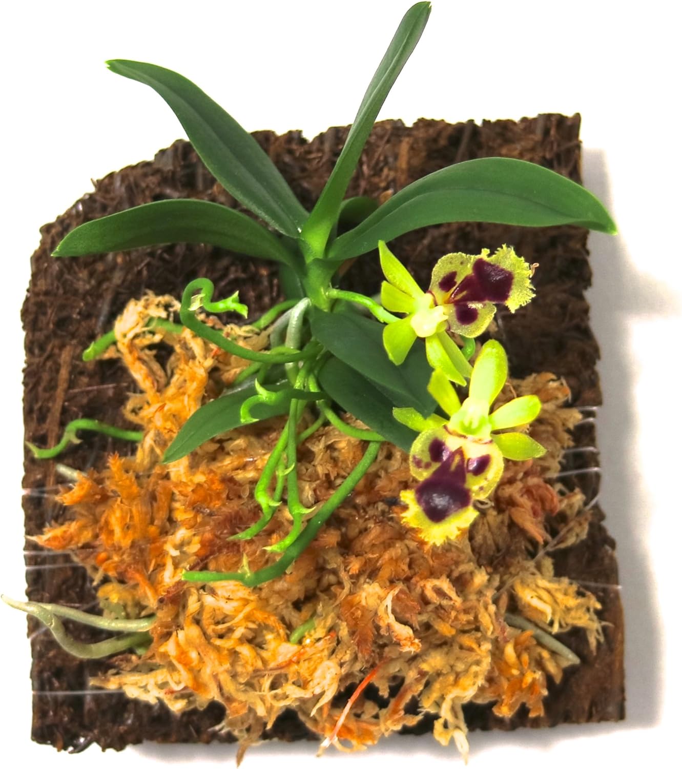 Miniature Orchid: Haraella retrocalla, Mounted, Adult Size