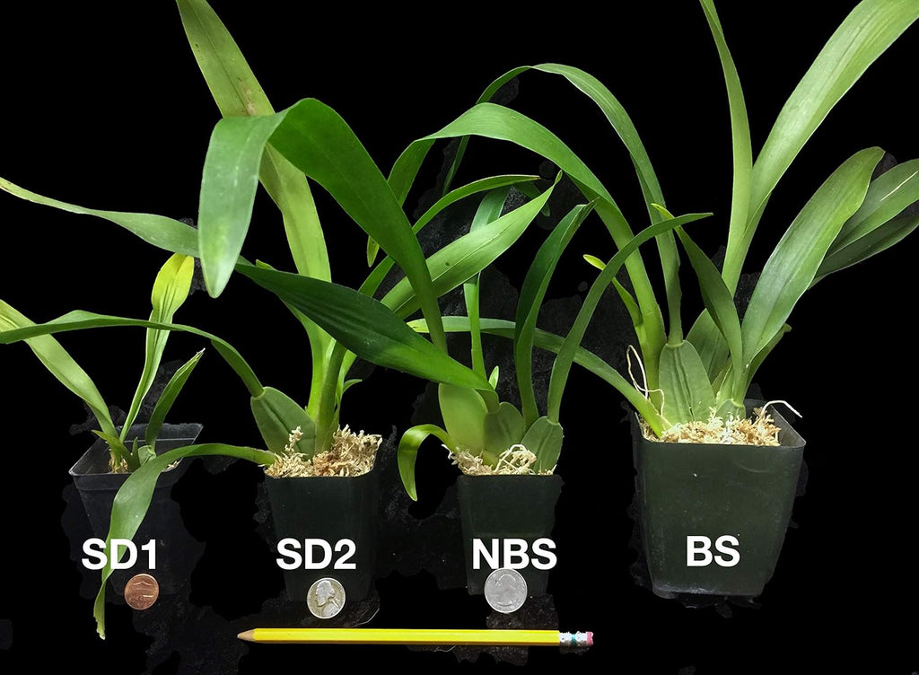 Oncidium Sharry Baby - Chocolate Fragrance Very Popular, Easy to Grow and Bloom (NOT in-Bud/Bloom When Shipped)