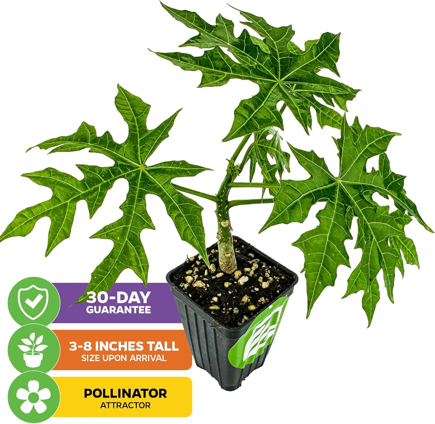 Mayan Spinach Live Plant - Cnidoscolus aconitifolius - Wellspring Gardens Salad Tree Starter Plant - Live Vegetable Plant - Easy to Grow - Ideal for Outdoor & Indoor Planting