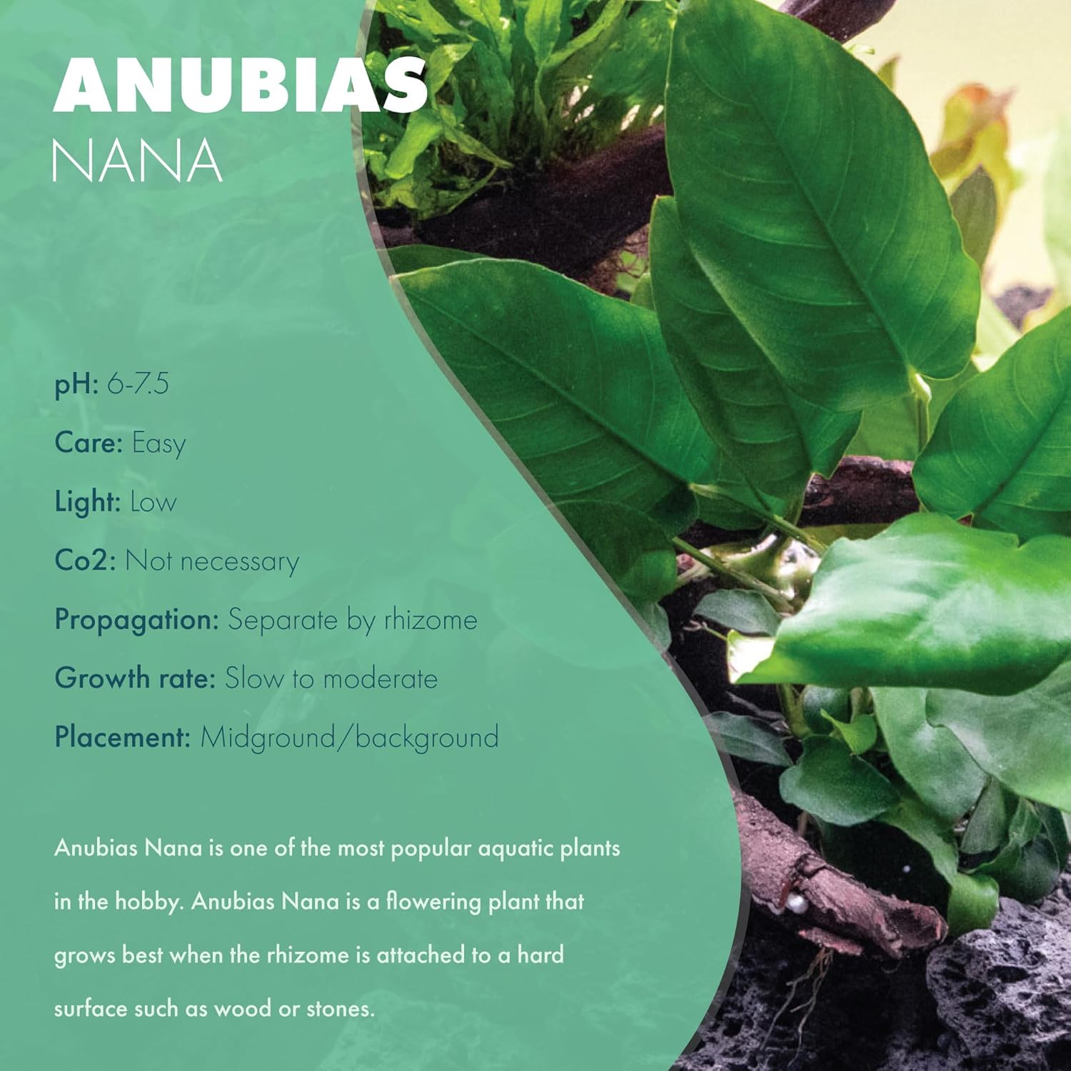 Anubias Live Aquarium Plants - Potted Freshwater Plant for Fish Tanks, Terrariums - Beginner Friendly Low Light (Nana, Mother Plant)