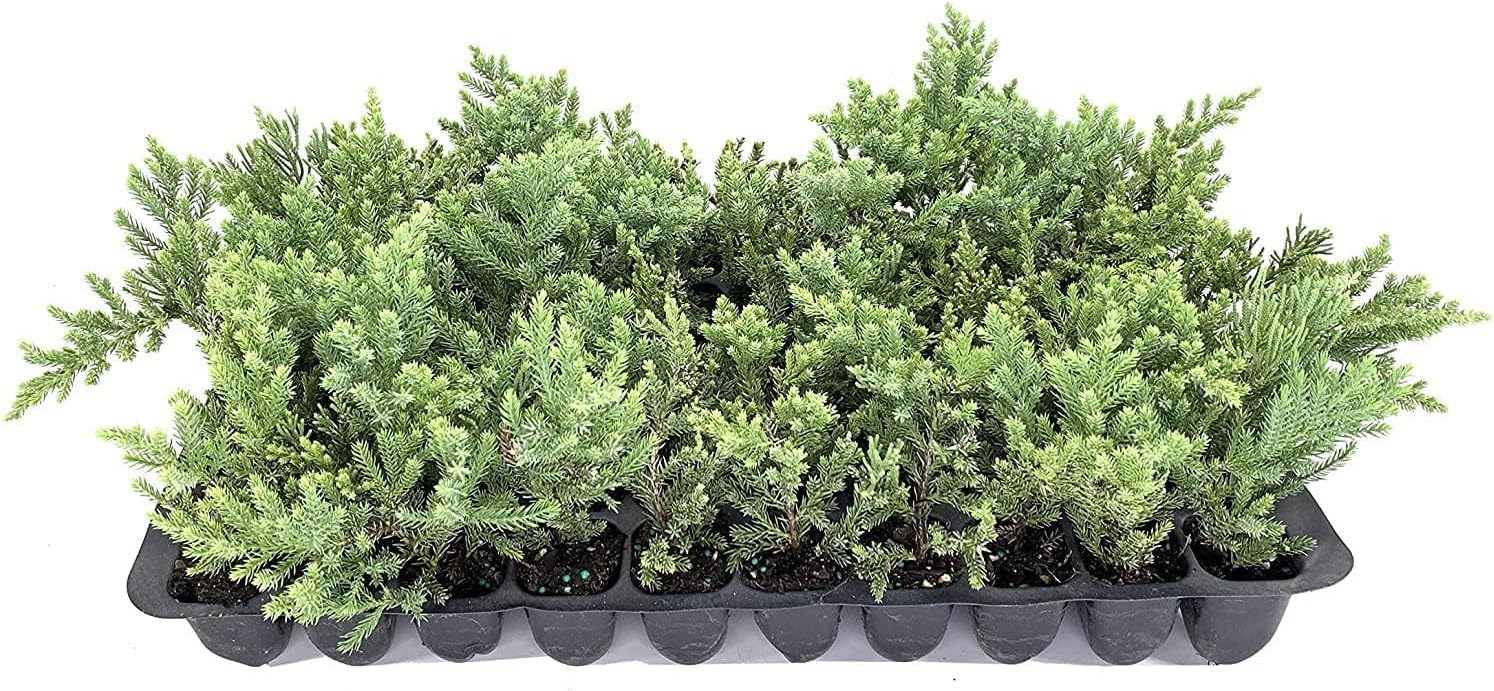 San Jose Juniper | 20 Live Plants | Juniperus Chinensis | Bonsai Drought Tolerant Cold Hardy Evergreen Groundcover