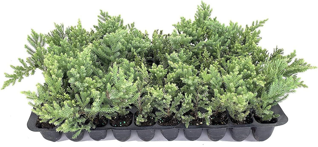 San Jose Juniper | 40 Live Plants | Juniperus Chinensis | Bonsai Drought Tolerant Cold Hardy Evergreen Groundcover