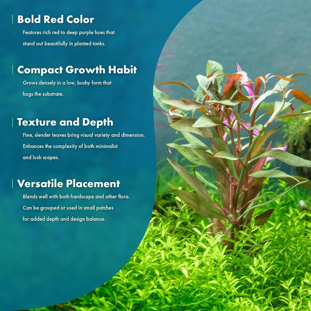 Live Plants - Alternanthera reineckii ‘Mini’ - Bright Red to Pink Foreground Stem Plant for High Light, CO₂ Aquascaping, Compact Growth Red, Pink, Purple Accent - Lead Bunch