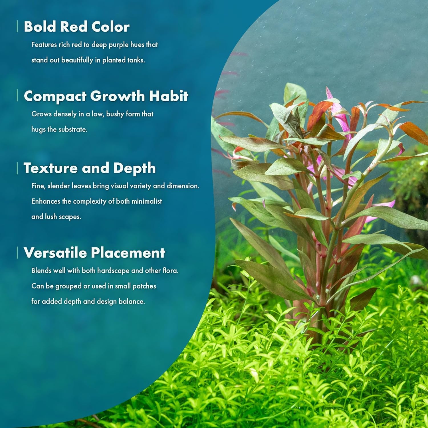 Live Plants - Alternanthera reineckii ‘Mini’ - Bright Red to Pink Foreground Stem Plant for High Light, CO₂ Aquascaping, Compact Growth Red, Pink, Purple Accent - Lead Bunch