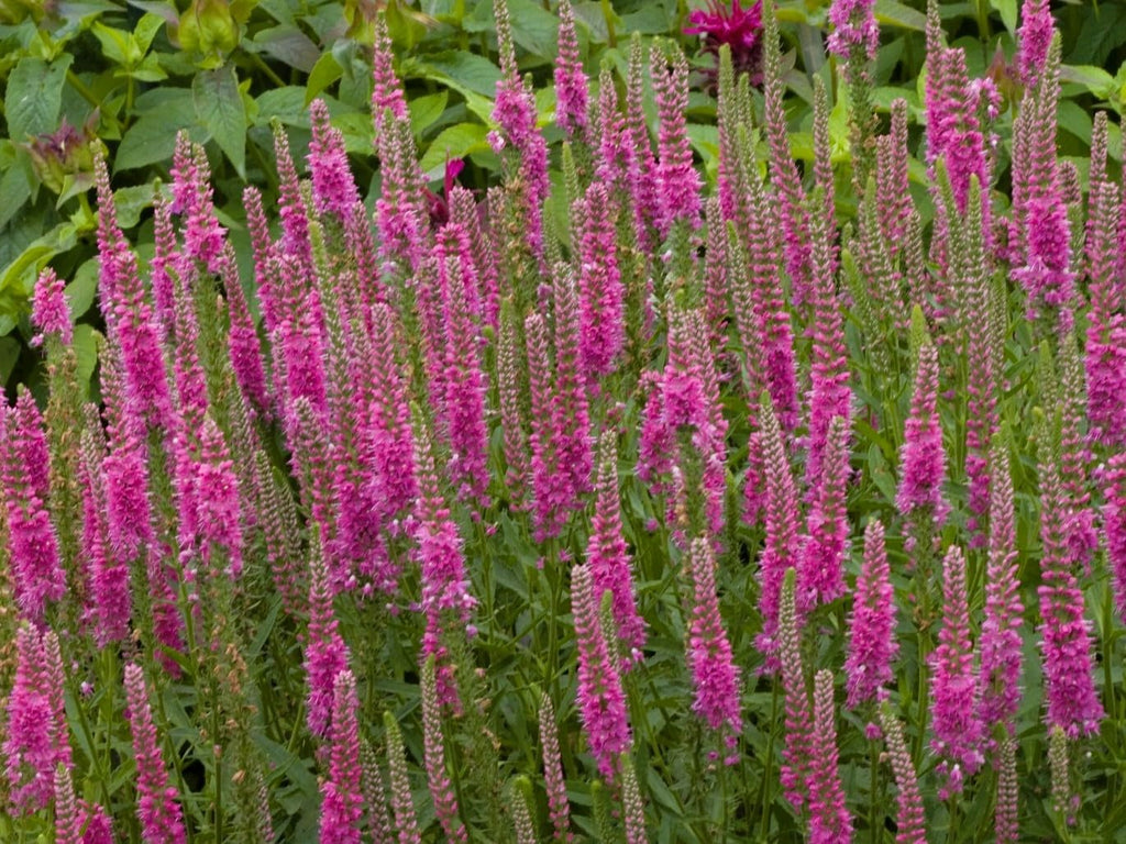 Greenwood Nursery: Live Perennial Plants - 'Red Fox' Spiked Speedwell + Veronica Spicata - [Qty: 10x Pint Pots] - (Click for Other Available Plants/Quantities)
