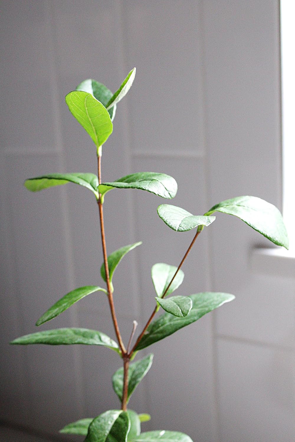 MYSHELFIE Pineapple Guava Starter Plant 5-6 inches, 2 inch Pot, Tropical Evergreen Shrub Edible Fruit Garden Purple Flowering Landscaping Live Vine Starter (3)