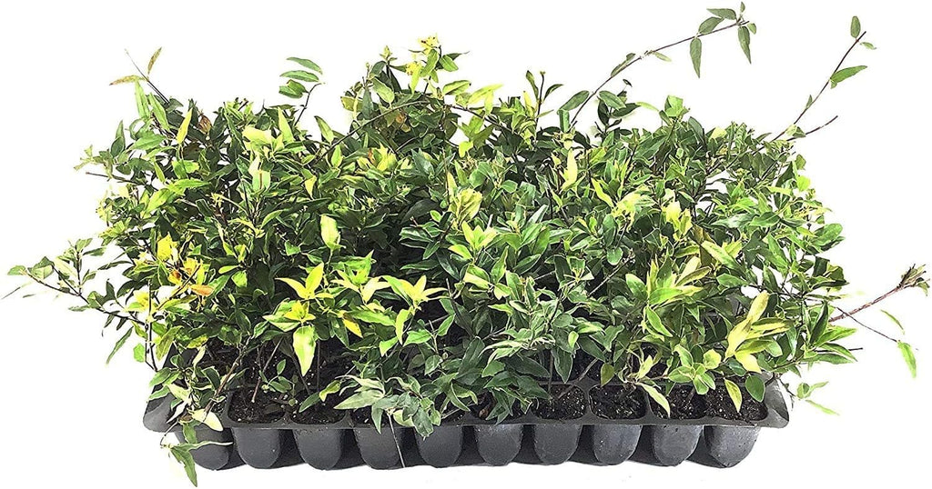 Carolina Jasmine | 20 Live Plants | Gelsemium Sempervirens | Fragrant Yellow Blooms, Evergreen Vine, Low Maintenance, Fast Growing, Climbing, Attracts Pollinators, Garden Trellis