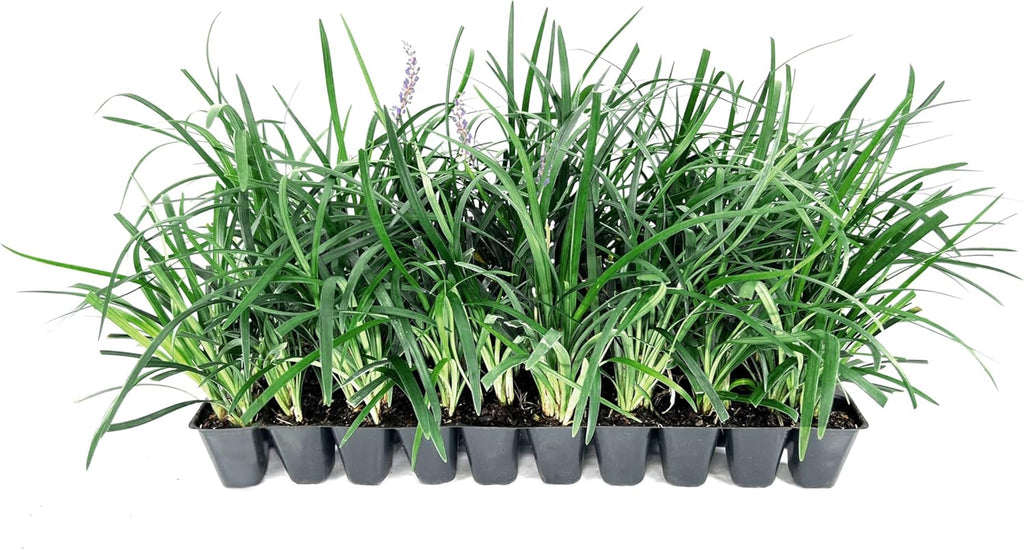 Super Blue | 5 Live Plants | Liriope Muscari | Ground Cover Plant, Ornamental Grass, Drought Tolerant, Low Maintenance, Evergreen Foliage, Purple Flower Spikes, Shade Garden Favorite, Easy to Grow