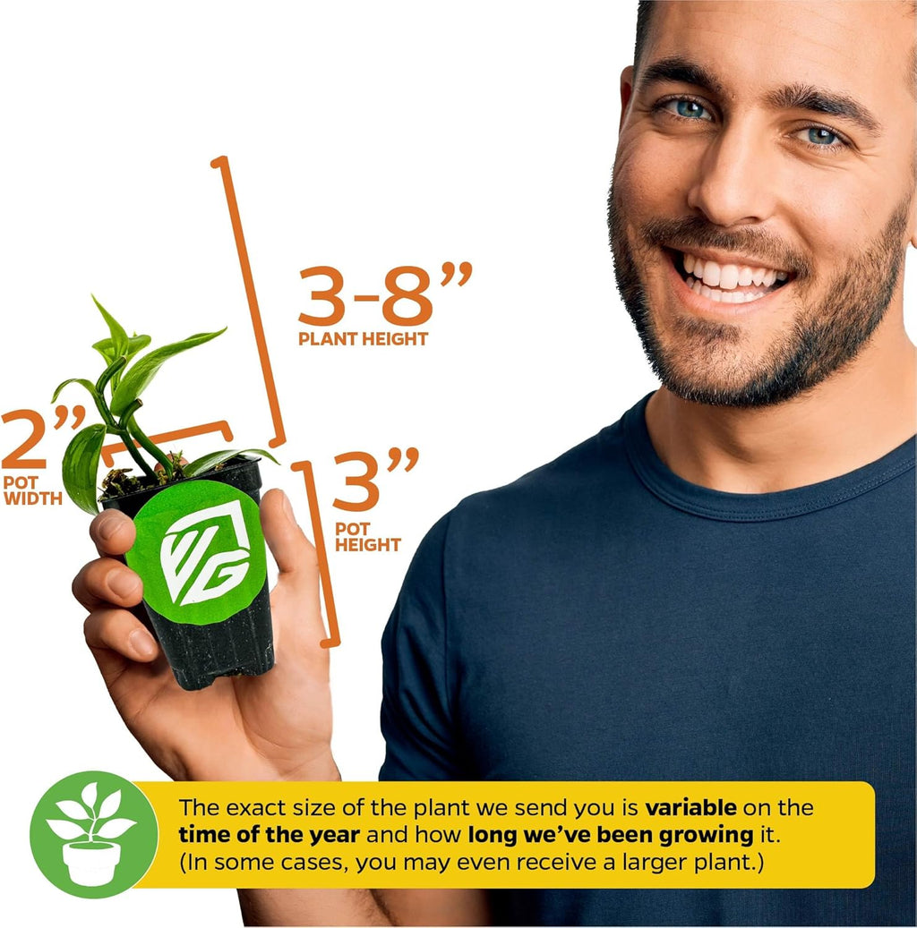 Variegated Vanilla Bean Orchid Live Plant - Vanilla planifolia variegata - Wellspring Gardens Starter Plant -Exotic Tropical Plant - Great for Indoor Houseplants, Outdoor Landscaping & Garden Planting