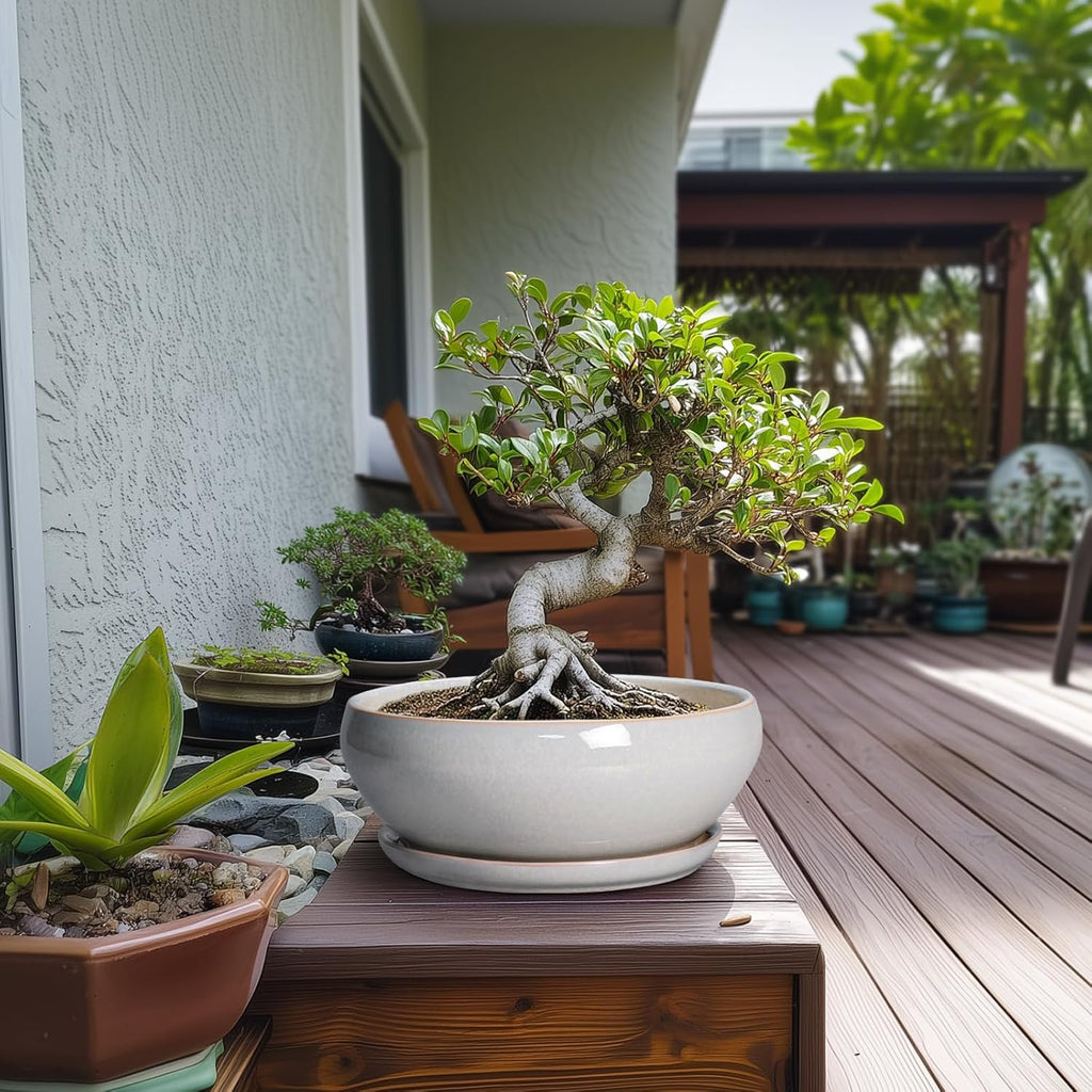 SQOWL Bonsai Pots - 10 Inch Ceramic Succulent Pots with Drainage Hole and Saucer, Large Shallow Indoor Planter, Bowl Round Planter Outdoor, Living Room Decor, Plant Lover Gifts, Gray
