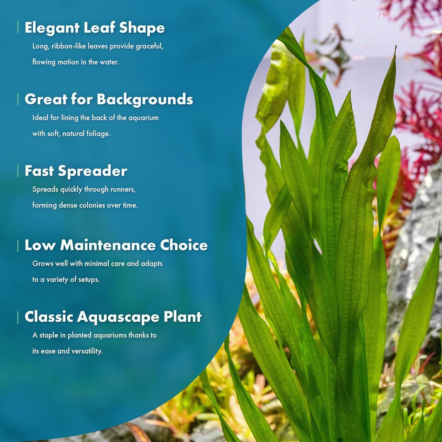 Live Plant - Tall Grass, Vallisneria Americana - Easy Care, Moderate to High Light, Bright Green Accent, Freshwater Aquatic Plant for Aquascaping - Lead Bunch