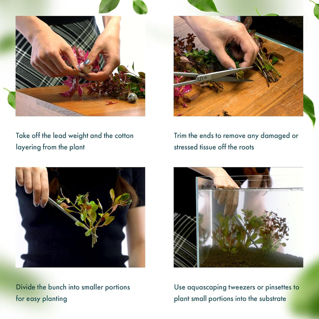 Live Aquarium Stem Plants - Freshwater Aquatic Plant for Fish Tanks, Aquascaping - (Limnophila Aromatica, 1 Bunch)