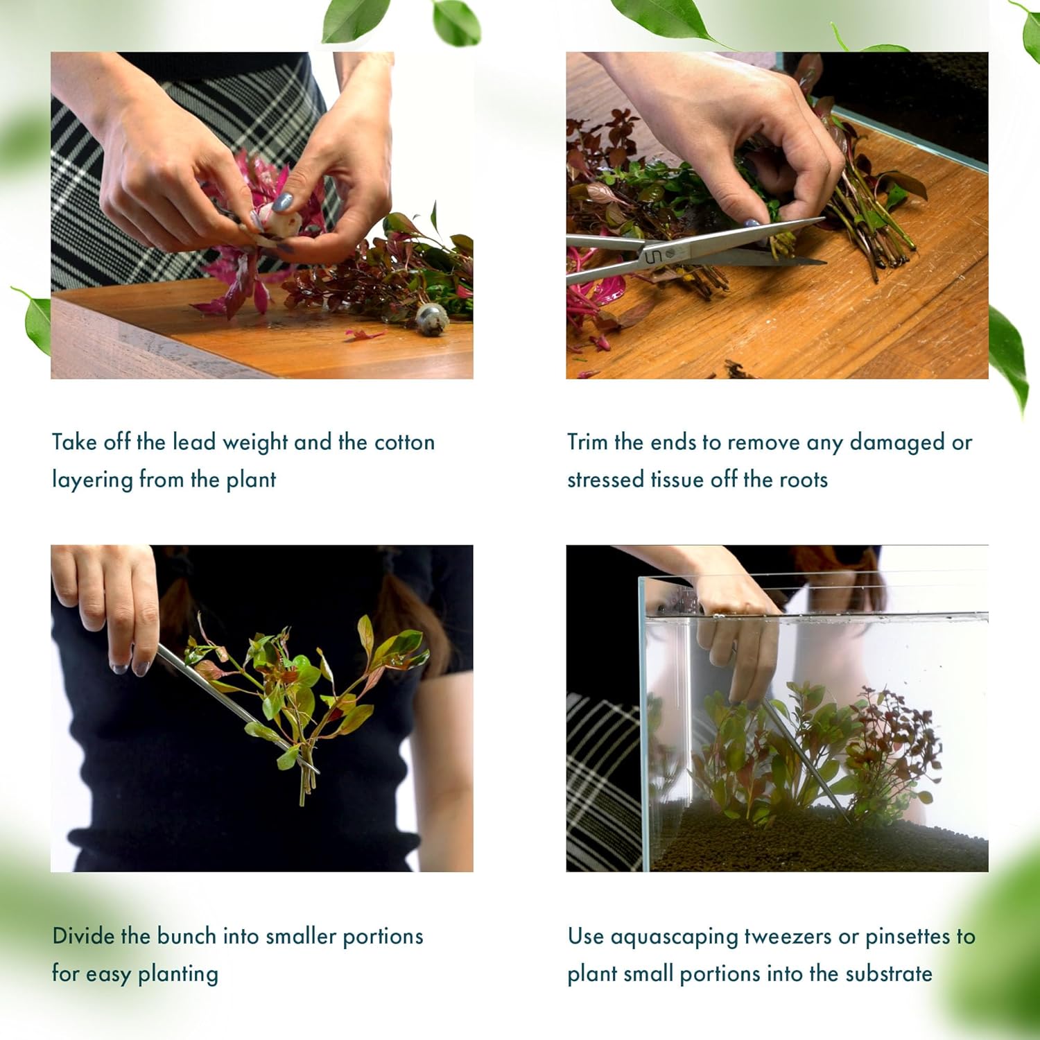 Dwarf Hygrophila Corymbosa Siamensis Live Aquarium Plant - Freshwater Fish Tank Decorations and Natural Aquatic Decor (1)