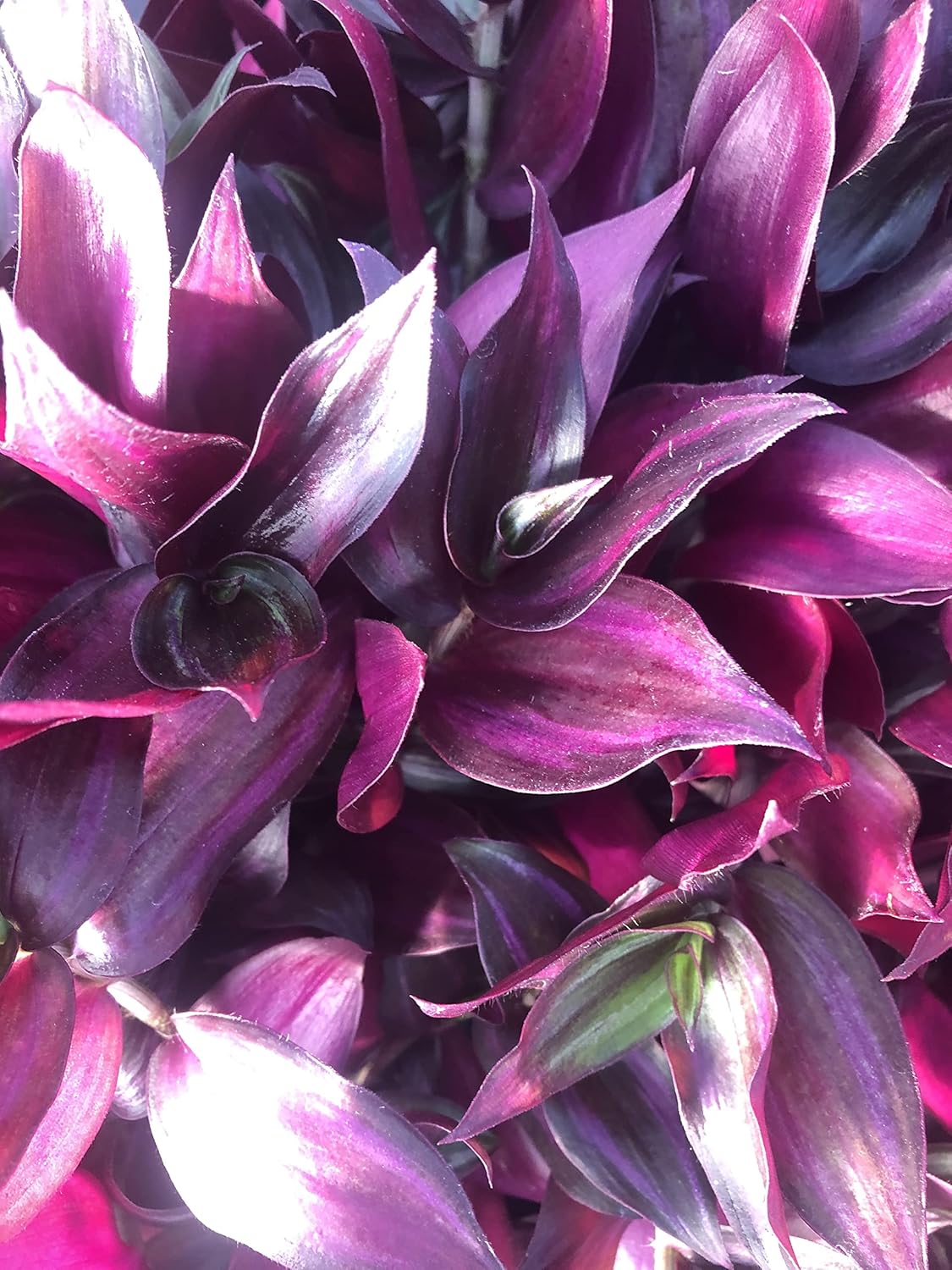 Tradescantia Zebrina ~ 10 Rooted cuttings ~ Red Gem ~ Rare Wandering Jew (5 Pieces)