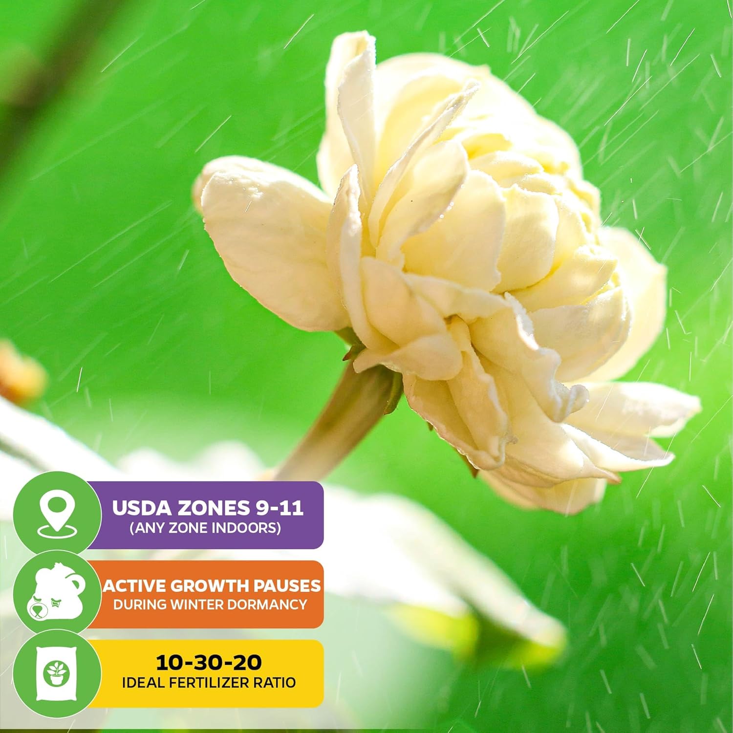 Grand Duke of Tuscany (Arabian Jasmine) - Jasminum sambac by Wellspring Gardens - Starter Plant - Fragrant Large Blooms, Grow Outdoors on Patio or Indoors in a Pot