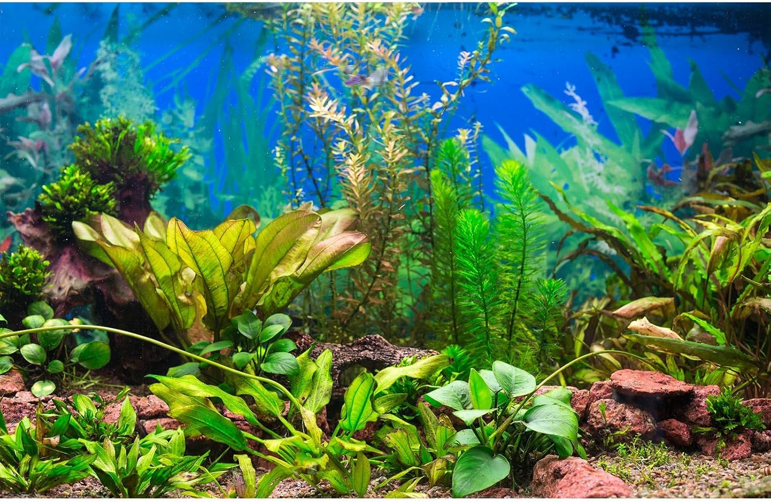 Aquarium Background Various Underwater Grass Plants Aquarium Backdrop Vivid and Fresh Green Aquatic Plants Stone River Bed and Dead Wood Purple Stone Fish Tank Background 24x12in