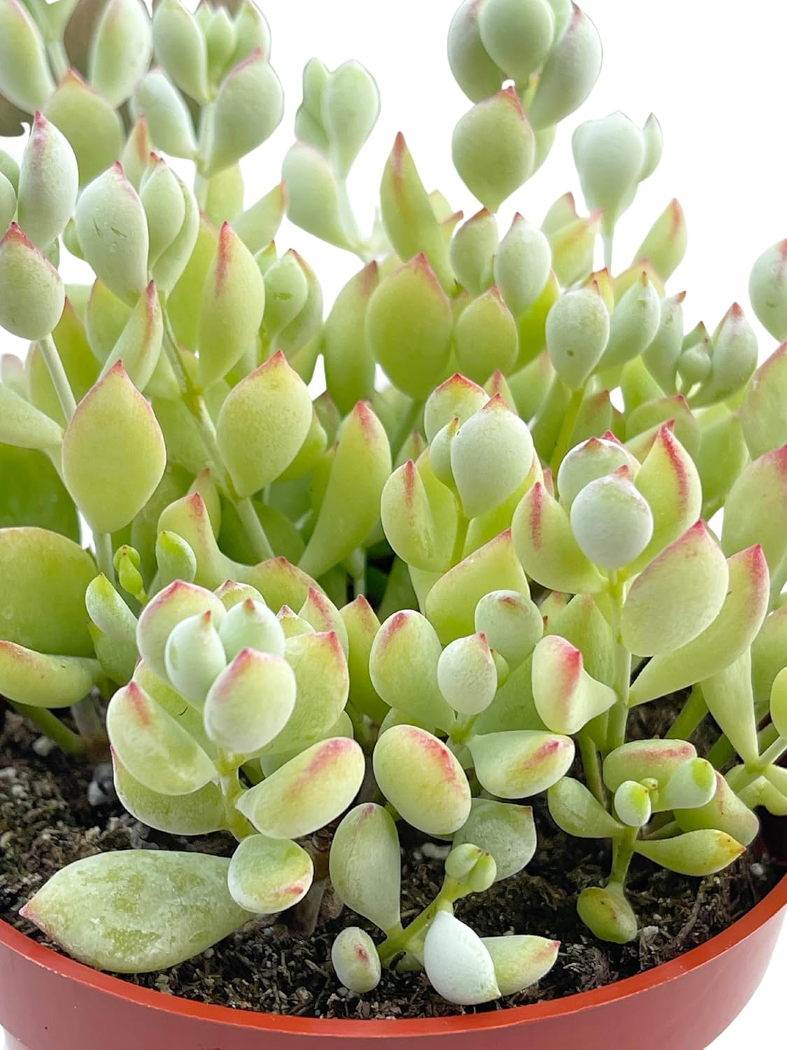 Live Succulent 4" Cotyledon Pendens Cliff Hanger, Succulents Plants Live Fully Rooted House Plant for Home Office Decoration, DIY Projects by The Succulent Cult