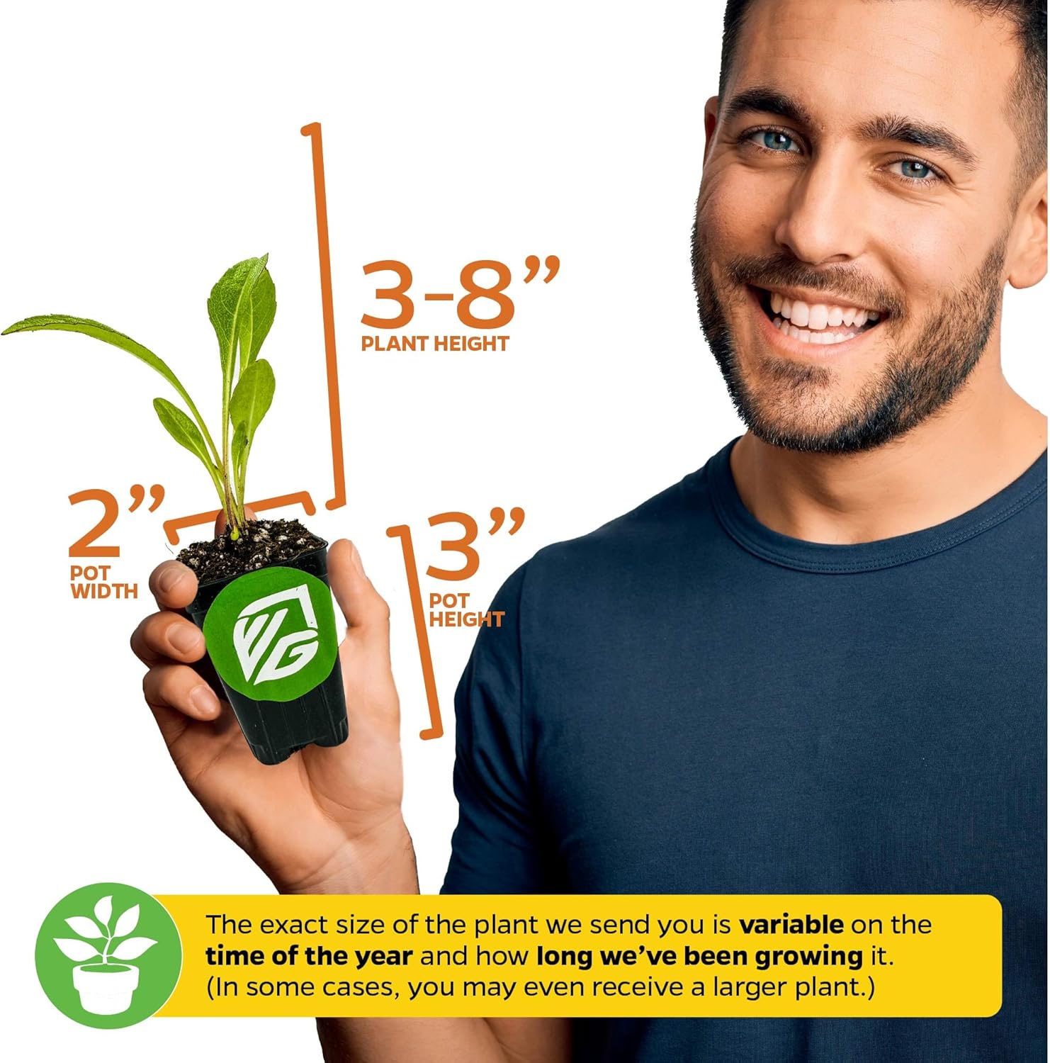 Mayan Spinach Live Plant - Cnidoscolus aconitifolius - Wellspring Gardens Salad Tree Starter Plant - Live Vegetable Plant - Easy to Grow - Ideal for Outdoor & Indoor Planting