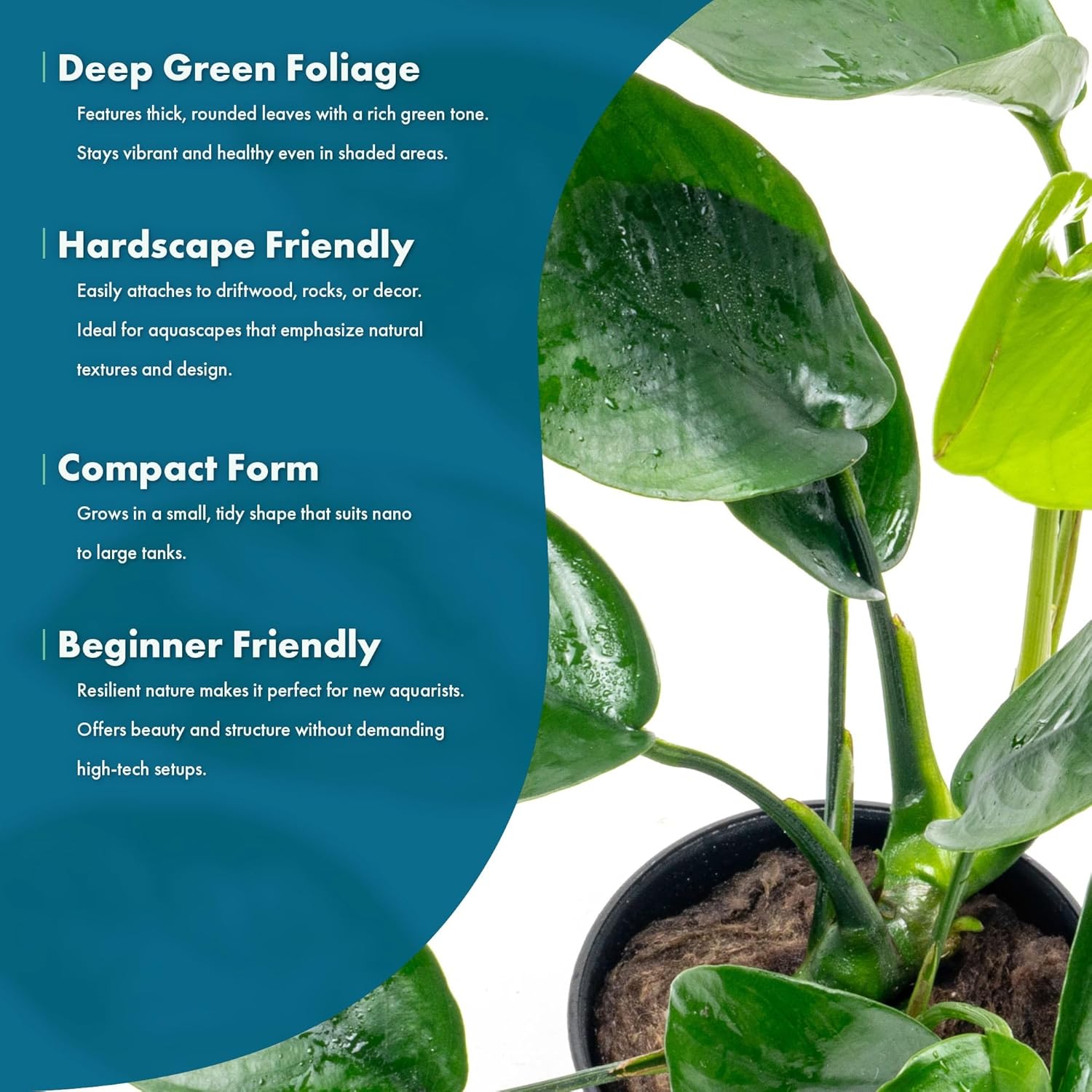 Anubias Live Aquarium Plants - Anubias Nana Tropica (Anubias barteri Nana) - Low Light Epiphytic Rhizome for Foreground to Midground Freshwater Aquascapes, Dark Green Accent - Pot