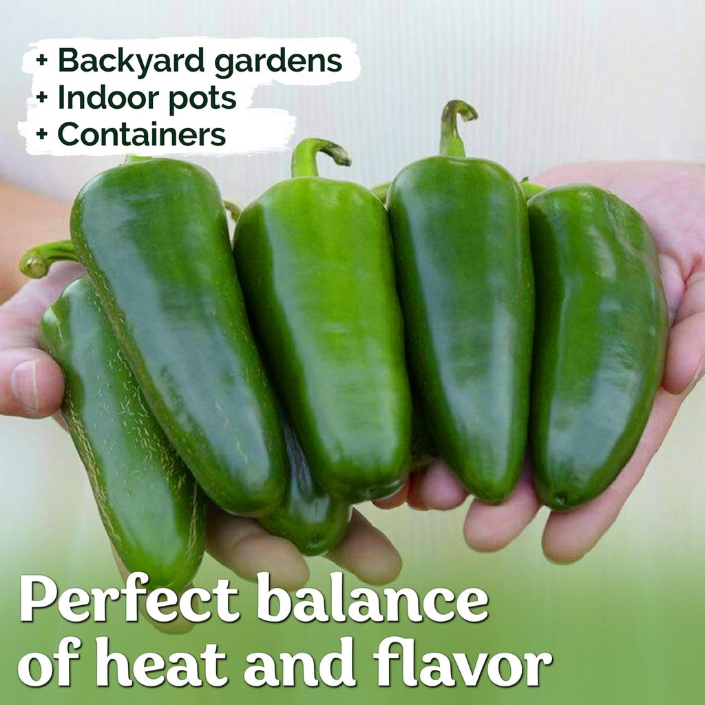 KVITER 100 Grande Jumbo Jalapeno Seeds for Planting (Capsicum Annuum) – Ultimate Stuffer Heirloom Pepper, Extra Large Hot Jalapeno Pepper Seeds – Vegetable Seeds for Outdoor & Indoor Garden