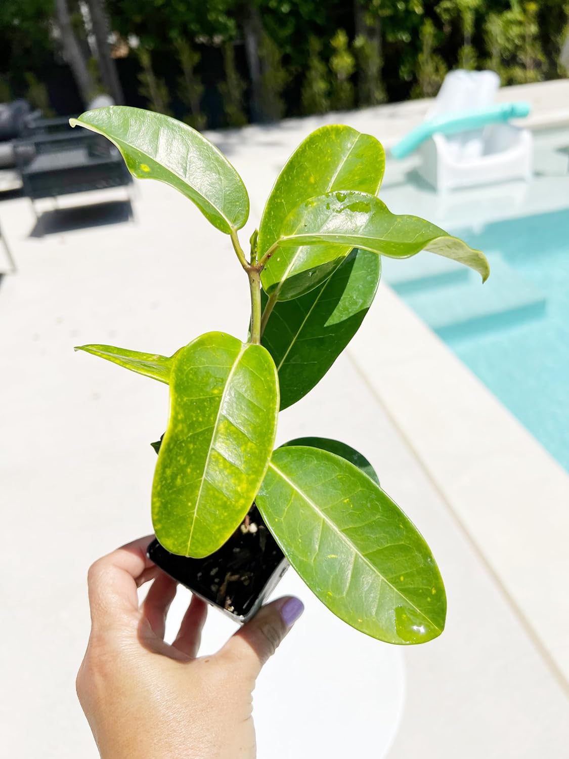 Generic Stephanotis Floribundas Madagascar Jasmine Vine | 2 inch Pot | Fairy Garden (1), green