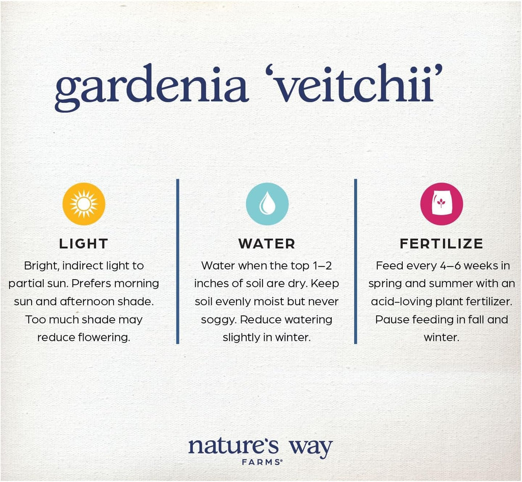 Nature’s Way Farms Gardenia Veitchii Fragrant Flowering Shrub (12-18in Tall) in Grower Pot