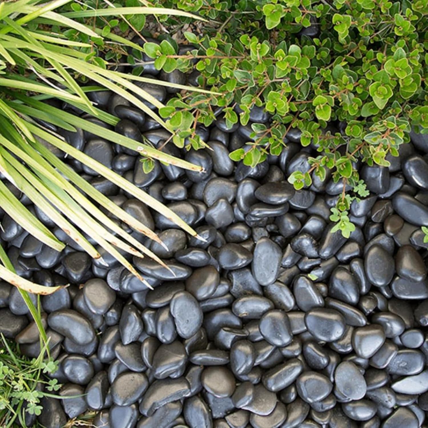5lbs Large Pebbles for Indoor Plants, 2-3 Inch Natural Black River Rocks for Aquarium, High Polished Decorative Stones for Vase Filler Fish Tank Landscaping Garden
