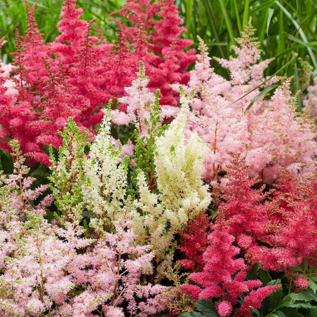 BRECK'S - Assorted Astilbe Perennial Mixture, Dormant Bare Root Spring Flowering Perennials, 6-Pack