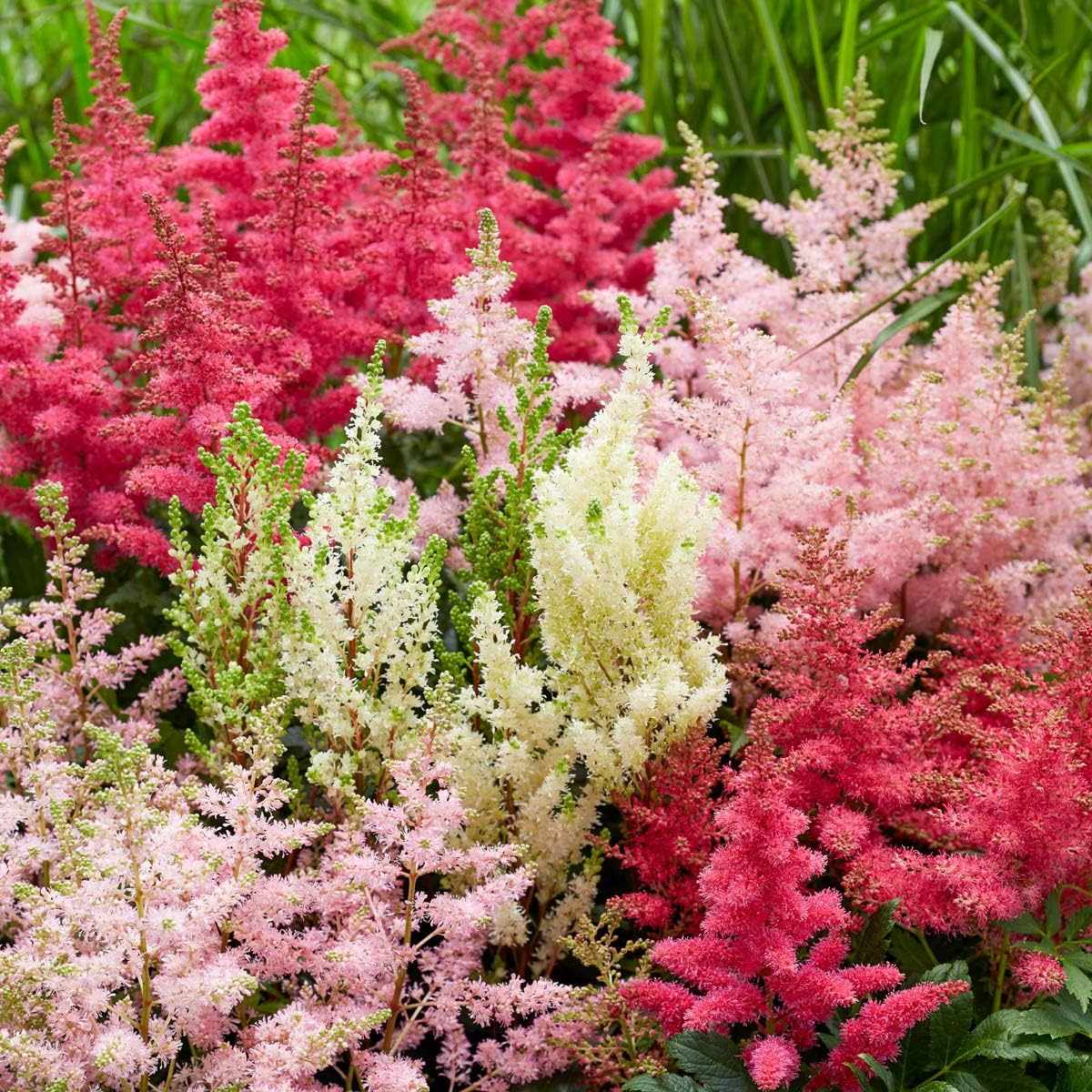 BRECK'S - Assorted Astilbe Perennial Mixture, Dormant Bare Root Spring Flowering Perennials, 6-Pack