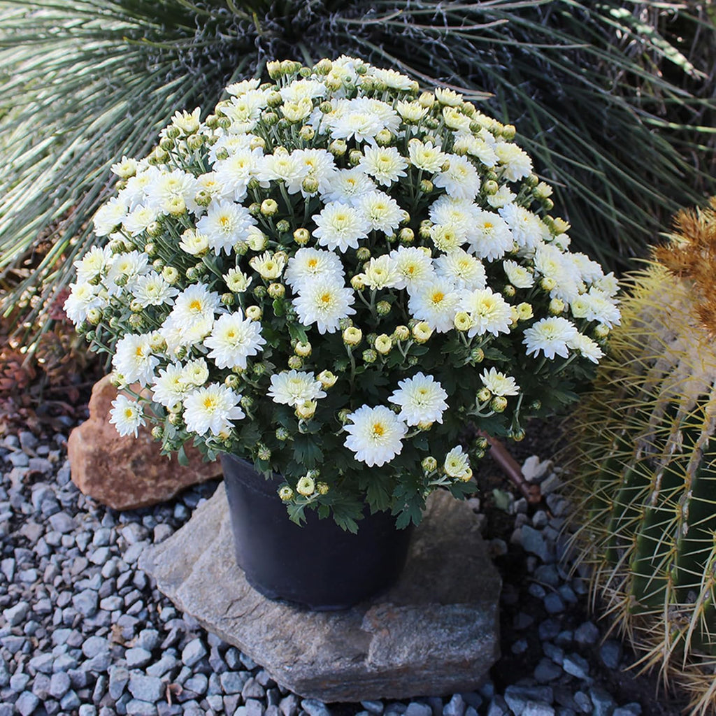 Altman Plants White Chrysanthemum Plant in 1 Gal Grower Pot, Garden Mum, Flowering Plants Outdoor Plants Live Mums, Real Outdoor Plants, Patio or Porch Flowers for Fall, Easy Care