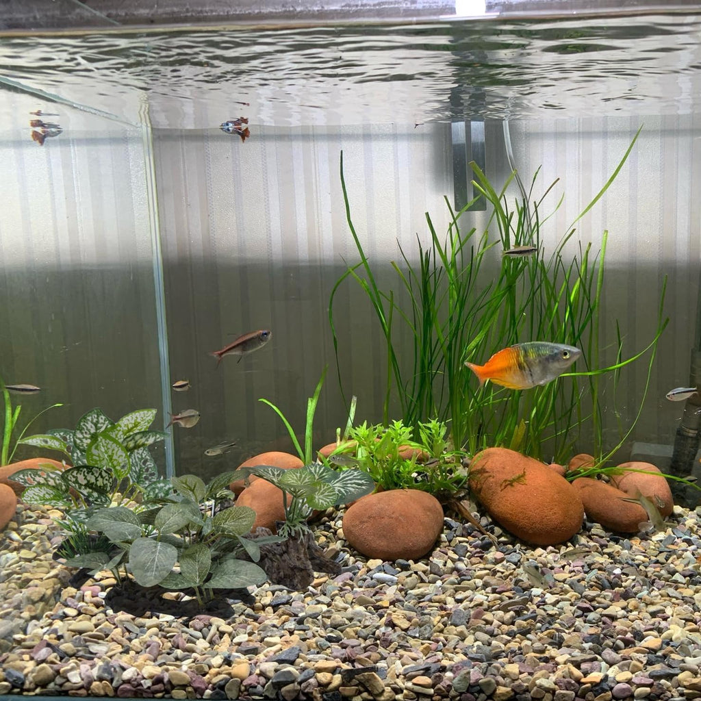 M2cbridge Artificial Fish Tank Plants Silk Aquarium Plant Aquatic Water Grass Foreground Decor (3PCS Green Grasses)