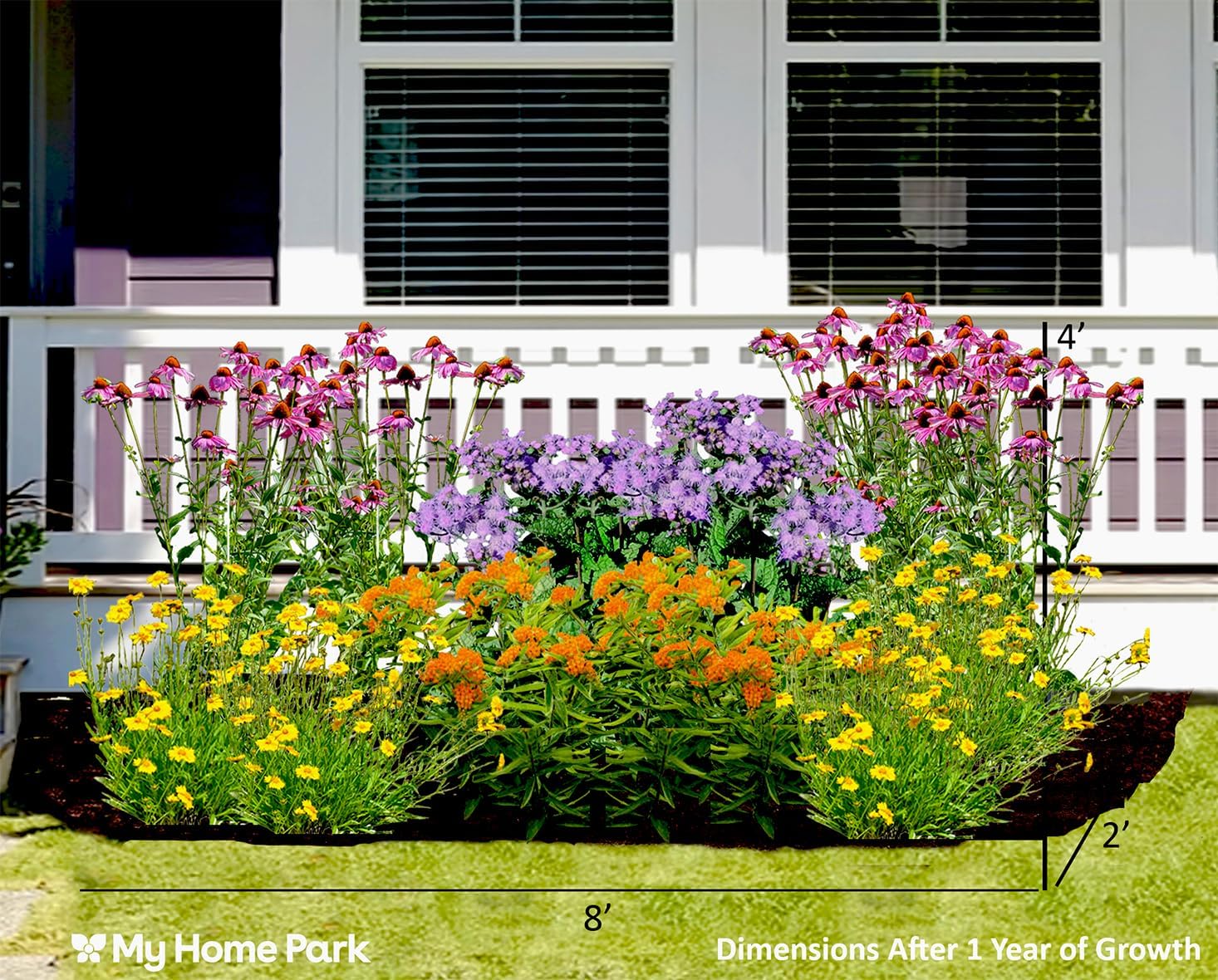 16 Live Outdoor Native Plants for Full Sun from My Home Park – Includes Aromatic Aster, Blue Mistflower, Butterfly Weed & Lanceleaf Coreopsis – Not Seeds – 4–8” Tall on Arrival – Easy to Grow