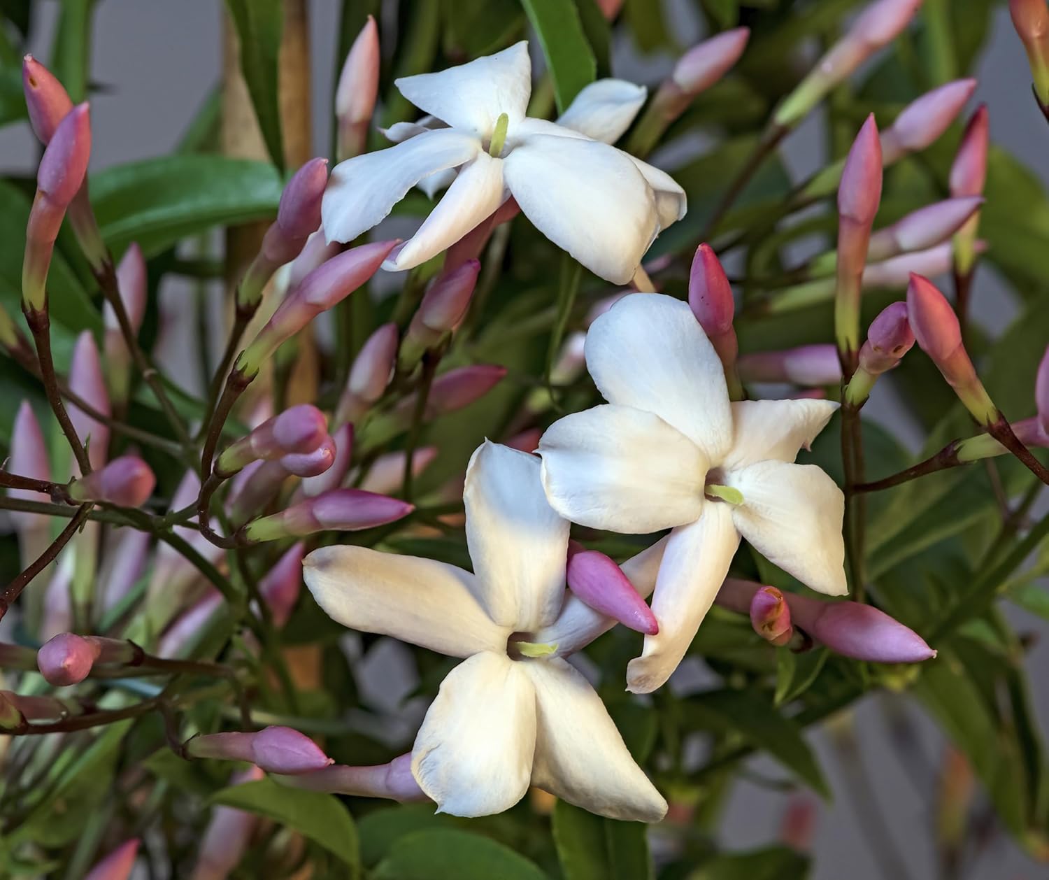 Pink Jasmine Vine - Jasminum Polyanthum - Fragrant & Blooming, Perfect for Indoor/Outdoor Decor (2 Pink jas Cups)