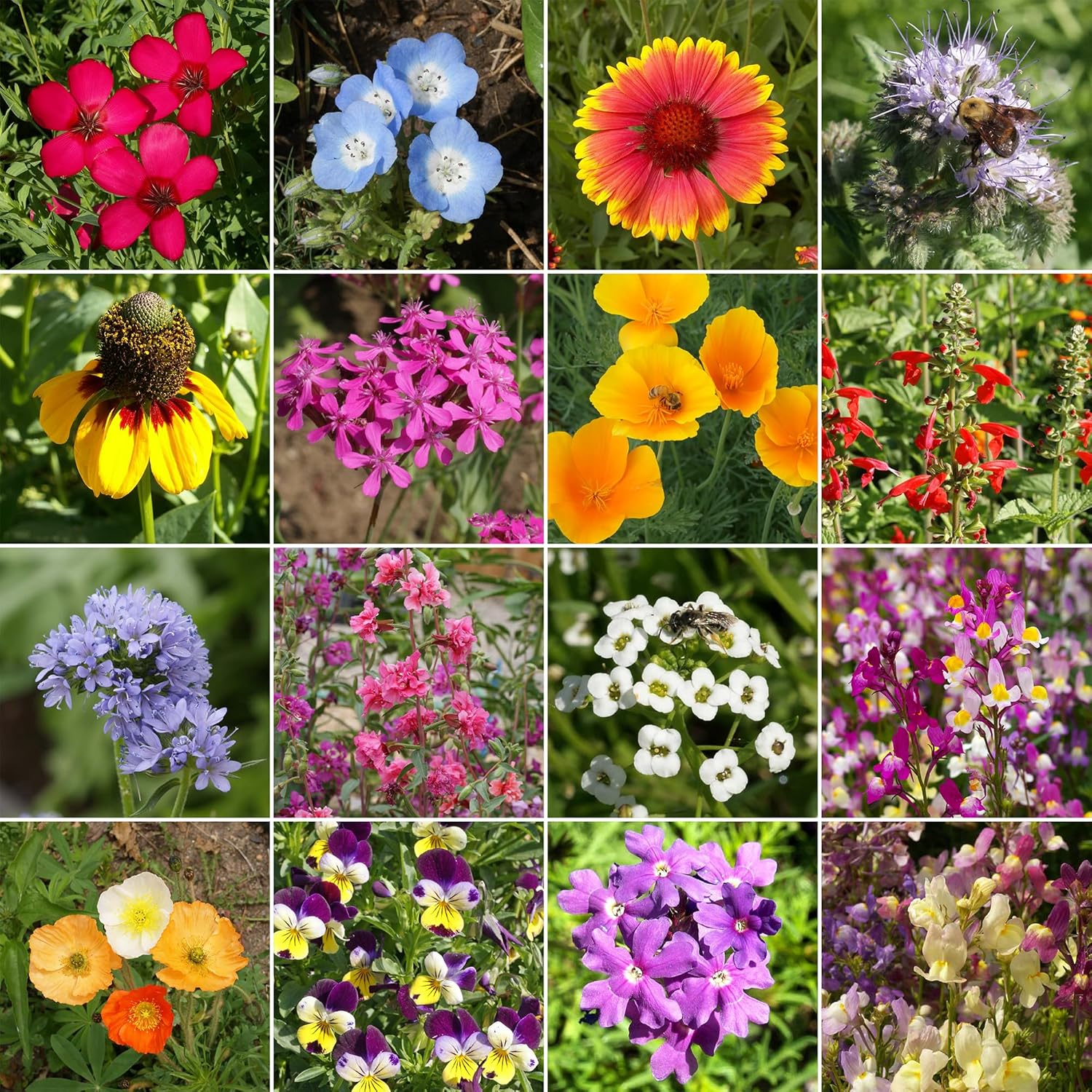 Ferry-Morse Cool Season Mix Bulk Wildflower Seeds, 1lb