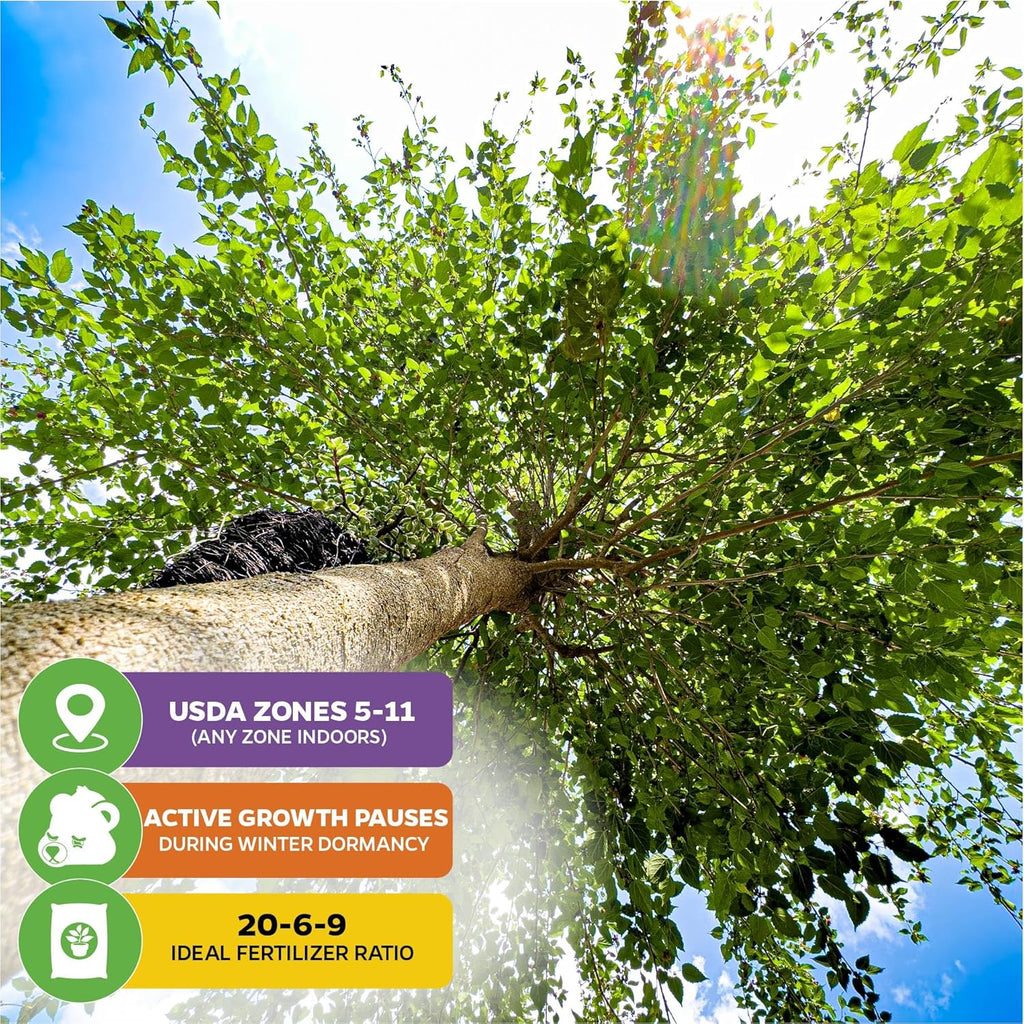 Dwarf Everbearing Black Mulberry Tree Live Plant – Morus nigra – Wellspring Gardens - Premium Fruit Tree for Indoor & Outdoor Planting – Ideal for Gardens, Patio, Landscaping, Bush & Berry Companion