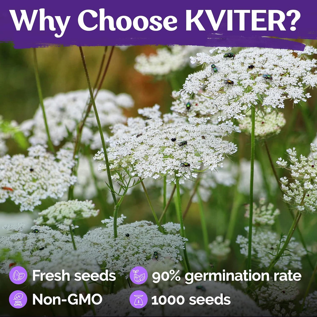 KVITER 1000 White Queen Anne's Lace Seeds (Ammi Majus) – Bishop Flower, Heirloom, Non GMO & Organic Wildflower, False Queen Annes Lace – Pollinator-Friendly Flower Seeds to Plant Outside in any Garden