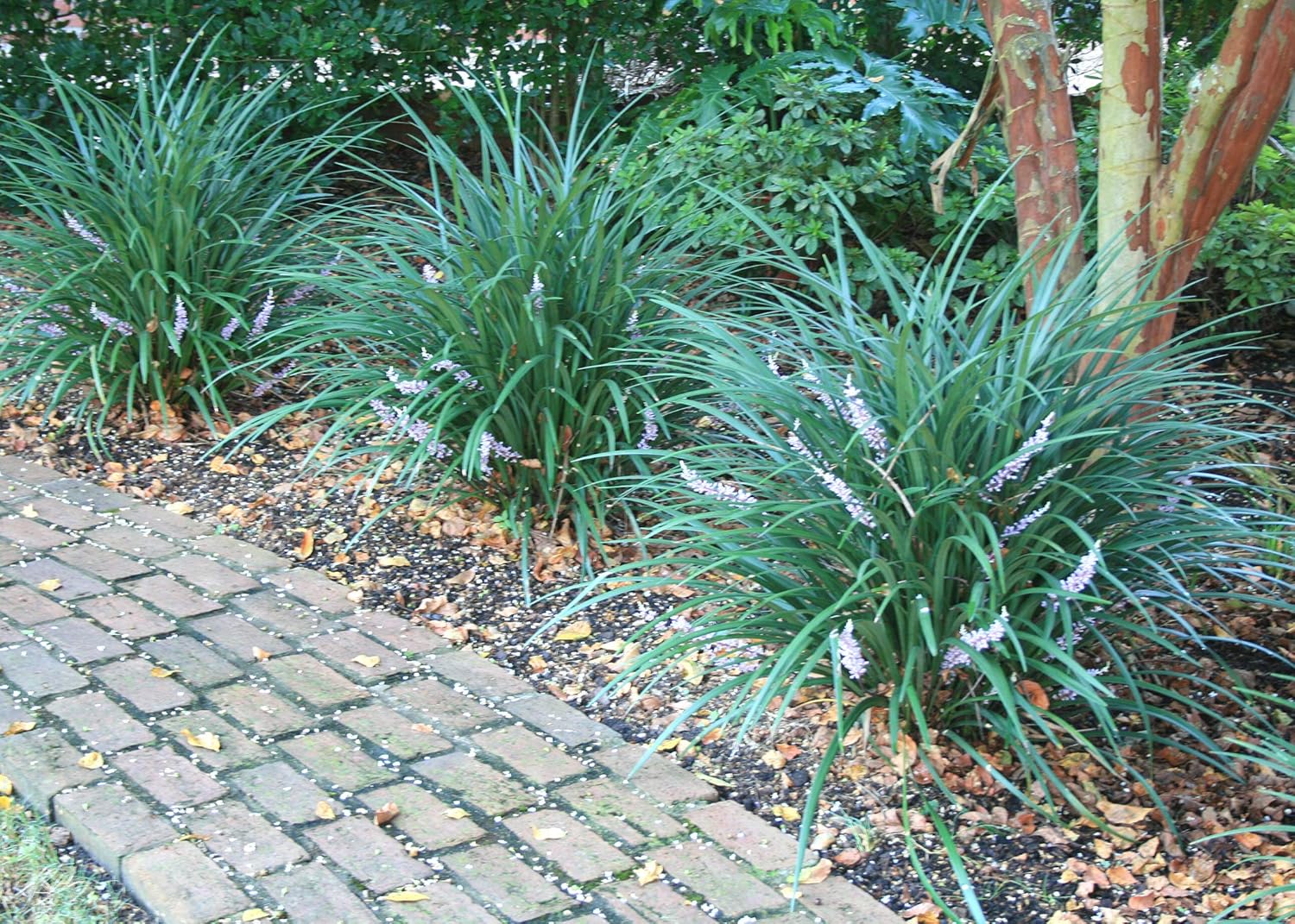 Evergreen Giant Liriope Muscari - 10 Live Plants - Drought Tolerant Low Maintenance Evergreen Groundcover Grass